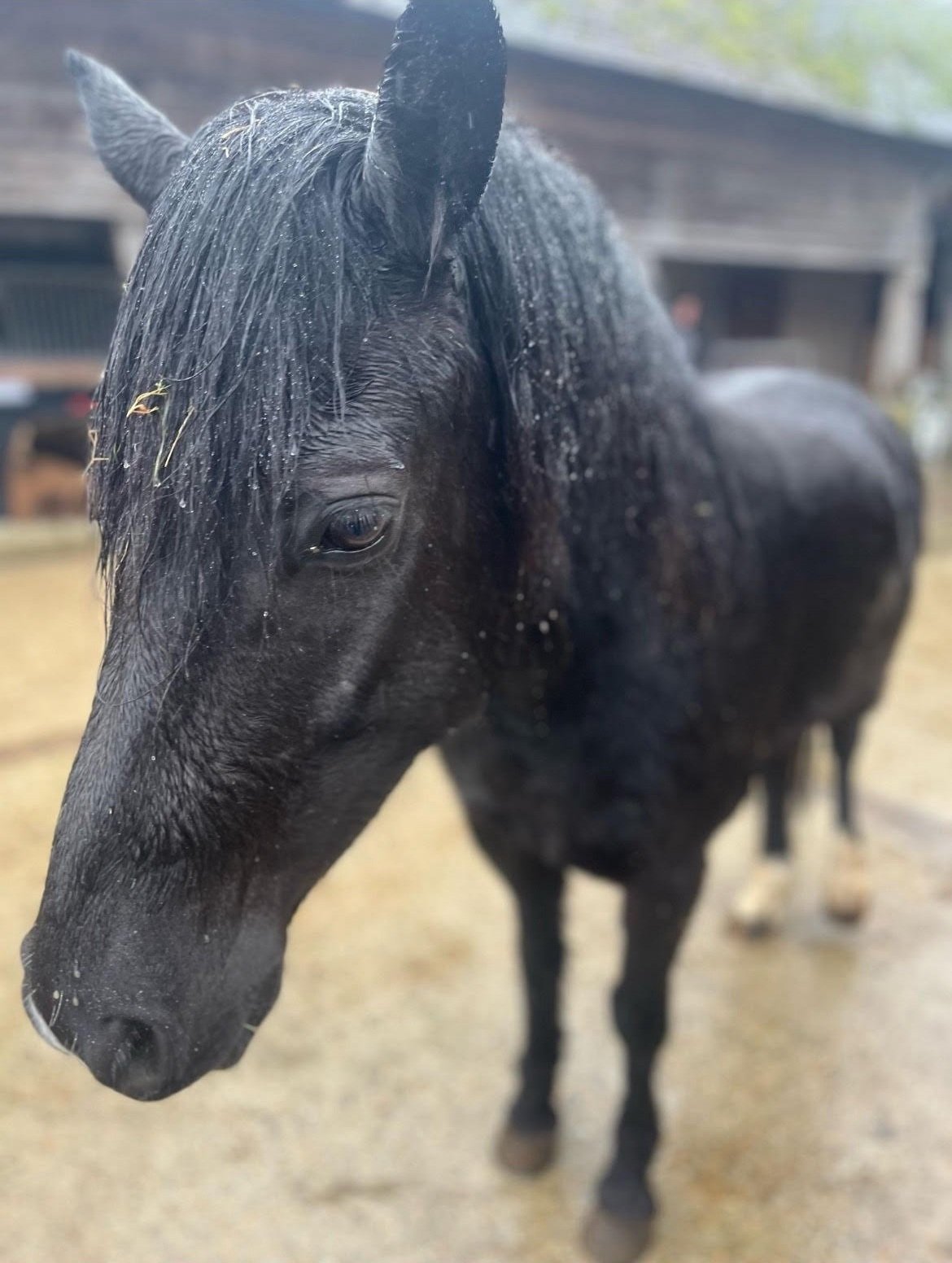 Close-up of a black horse with long mane standing outdoors.
