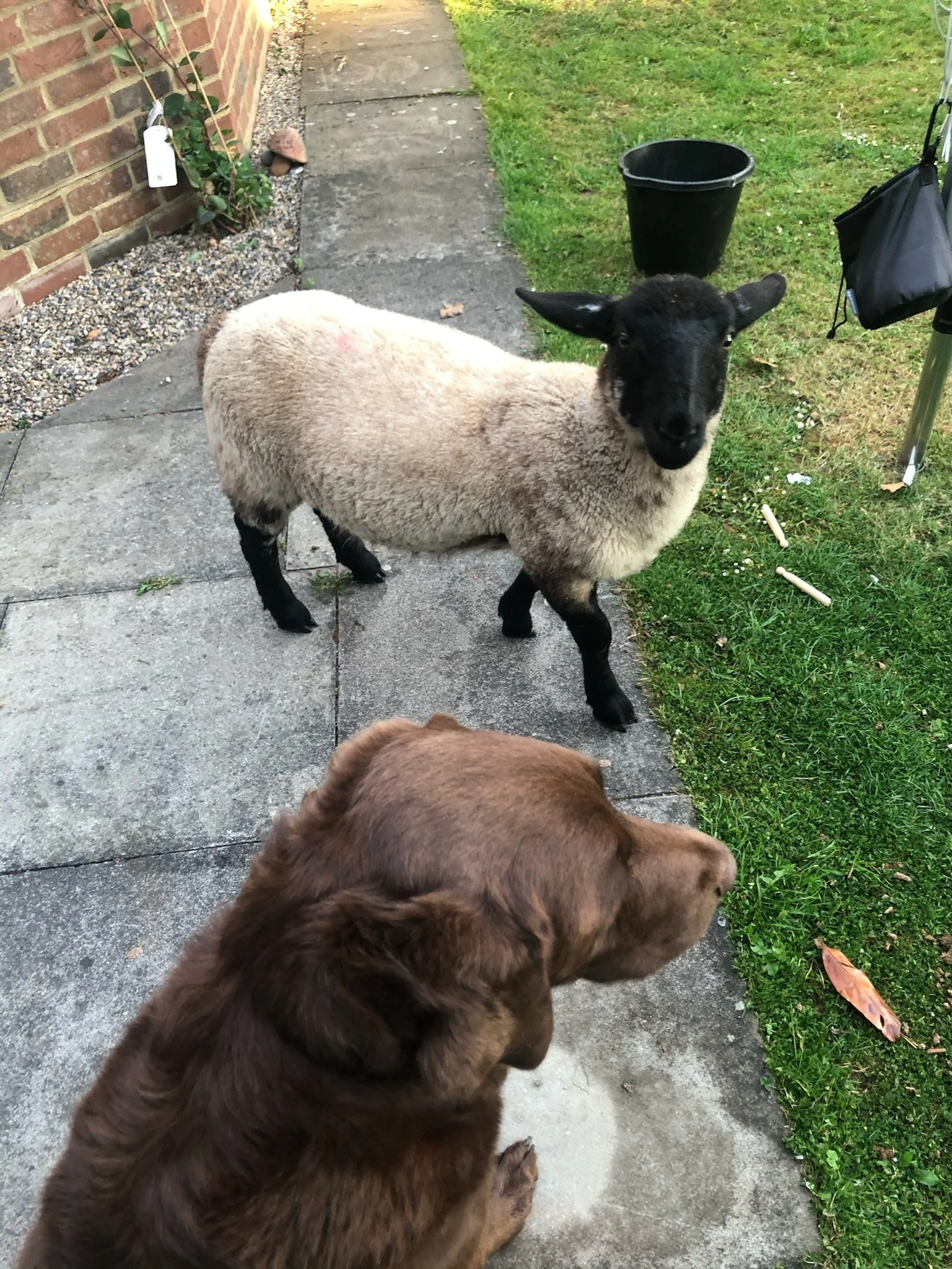 A brown dog and a black-faced sheep standing on a patio near grass, with a black bucket in the background.