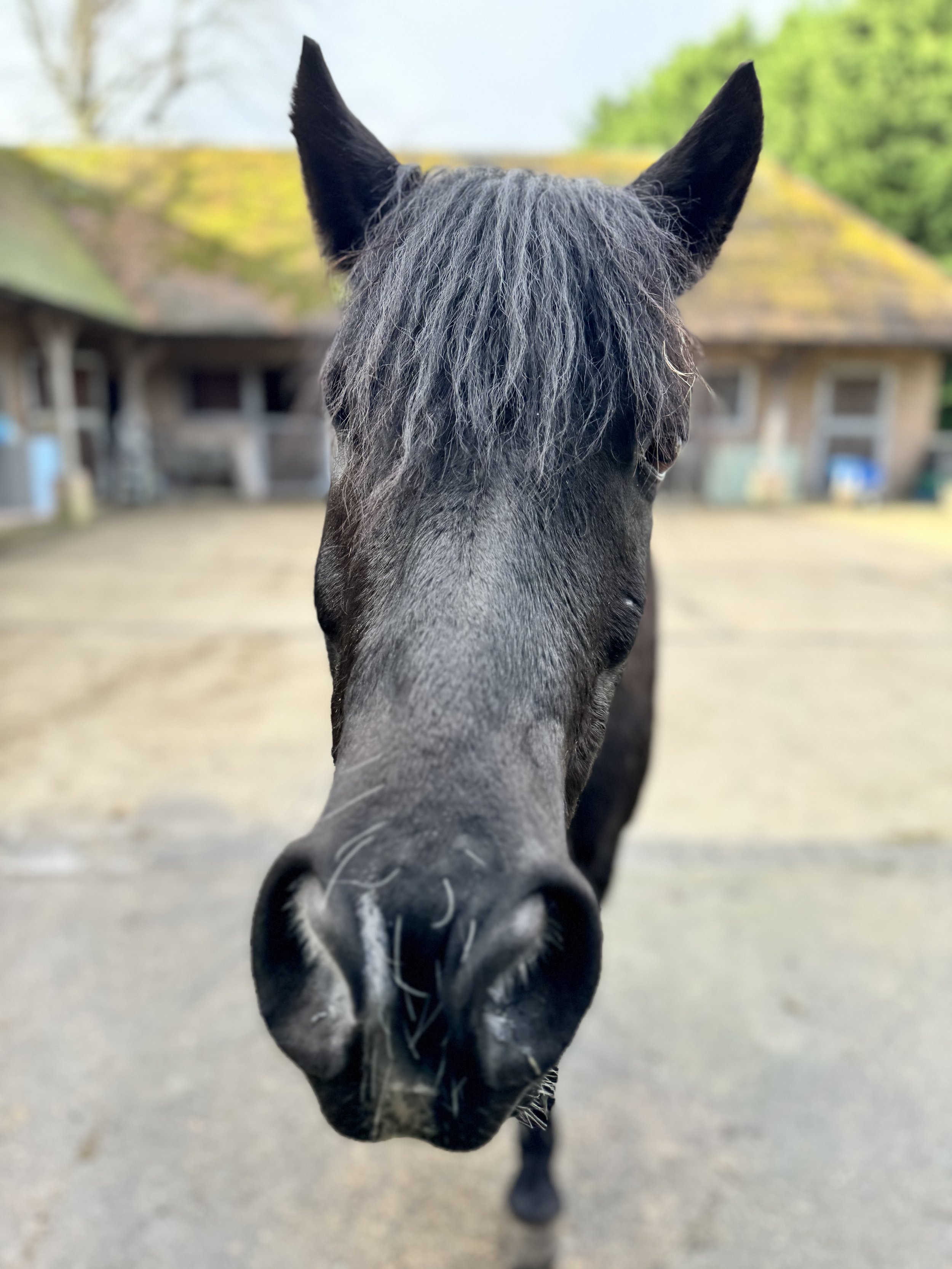 Close-up of a black horse's face with a shaggy mane.