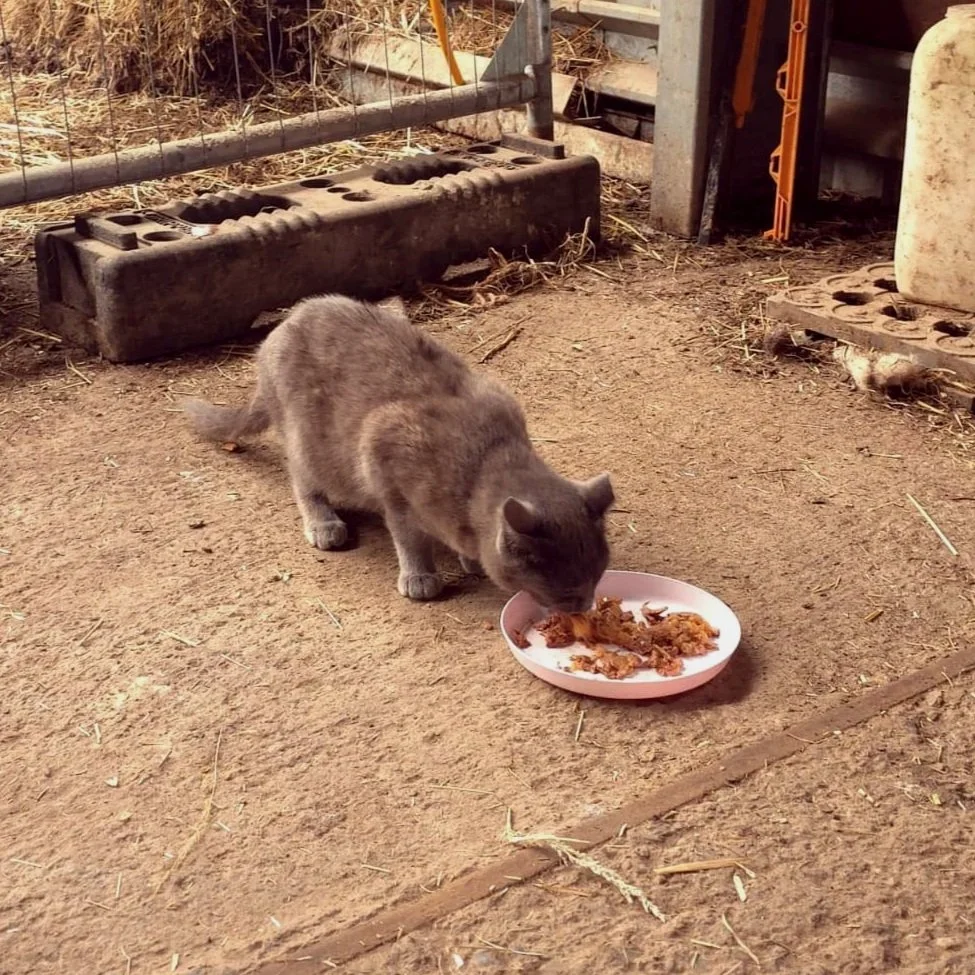 A grey cat eats wet cat food from a pink plate on the ground.
