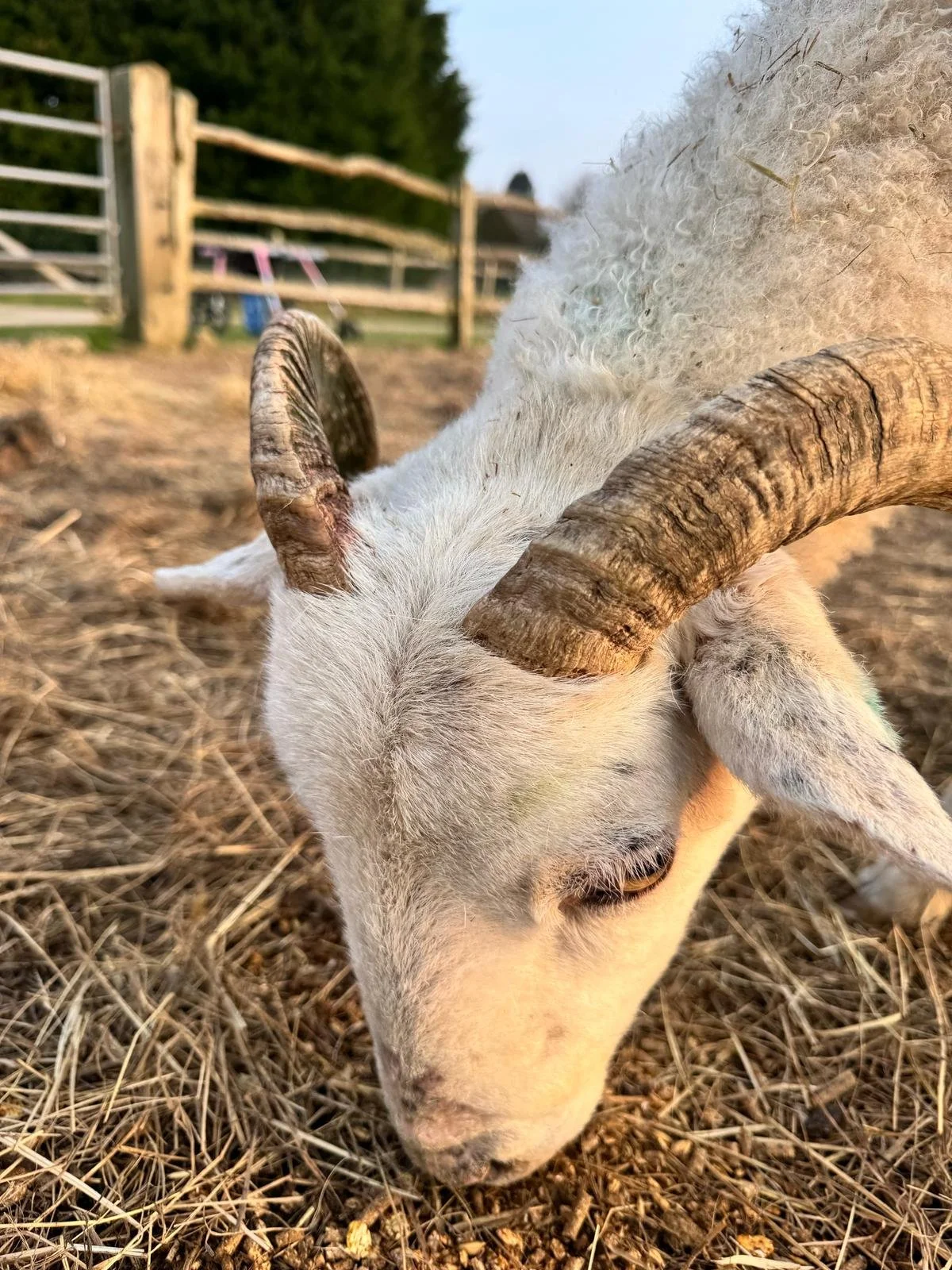 Close-up of a sheep with curled horns eating hay or straw in a fenced area.