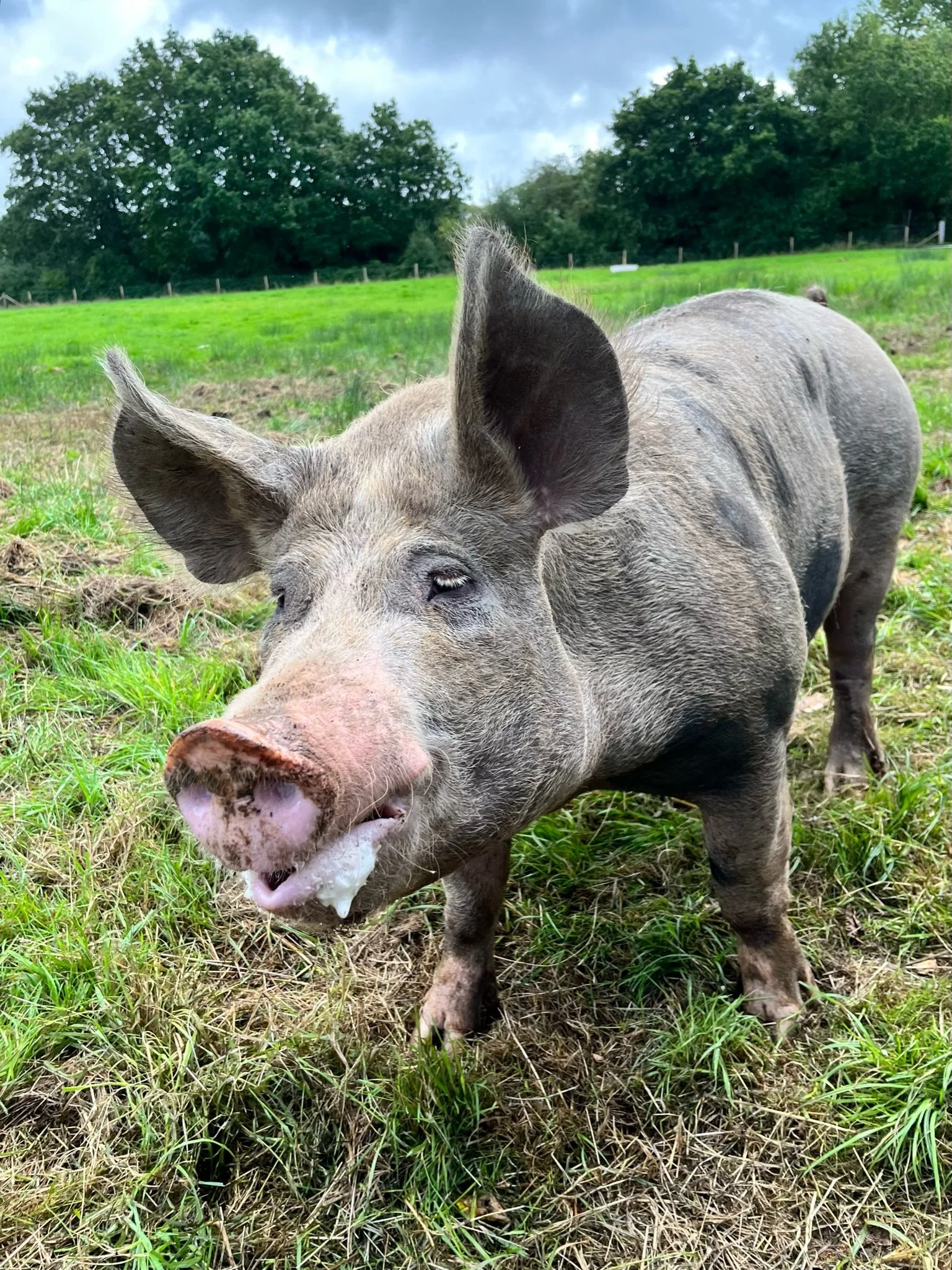 A pig standing on grass in a field with trees in the background.