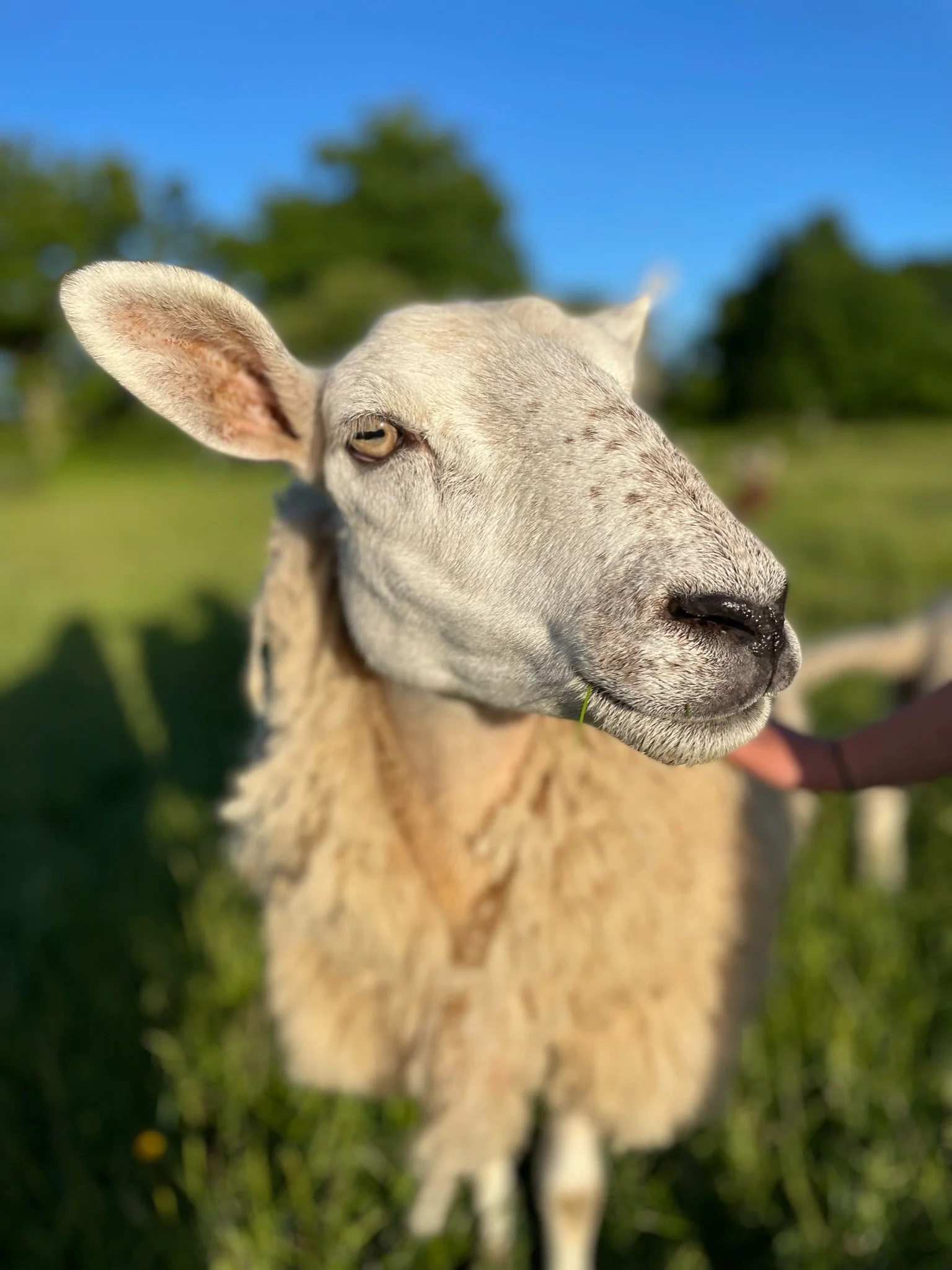 Close-up of a young goat with white fur and one ear, standing outdoors in a grassy field under a blue sky.