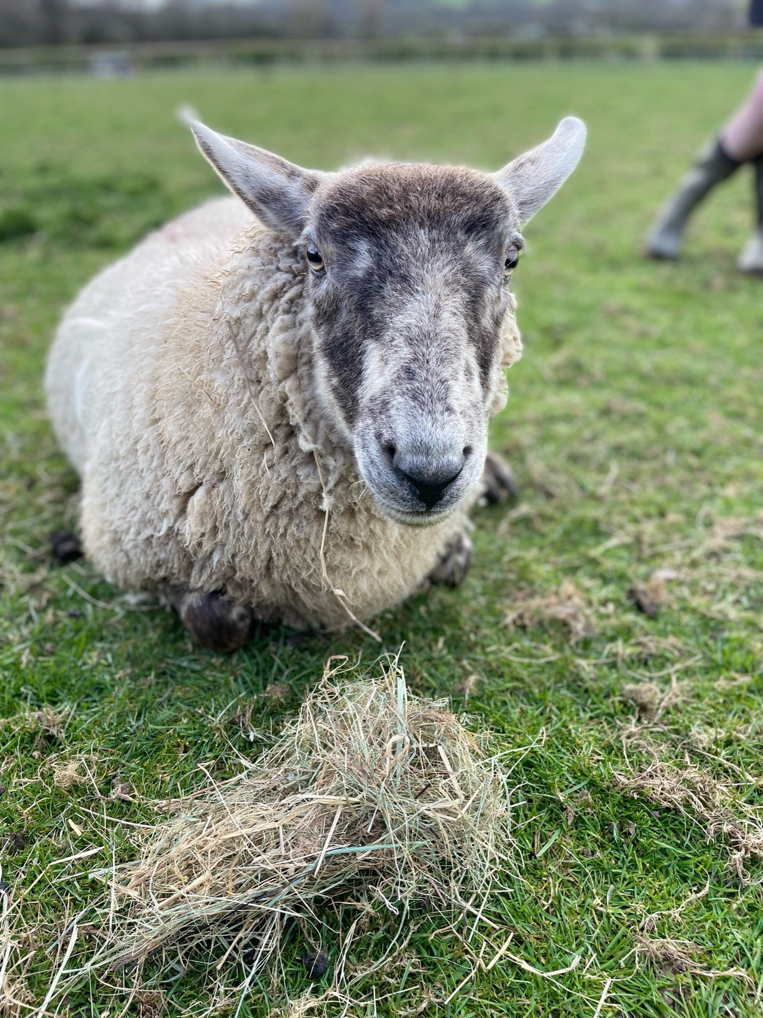 Close-up of a sheep sitting on grass with a small pile of hay in front of it.