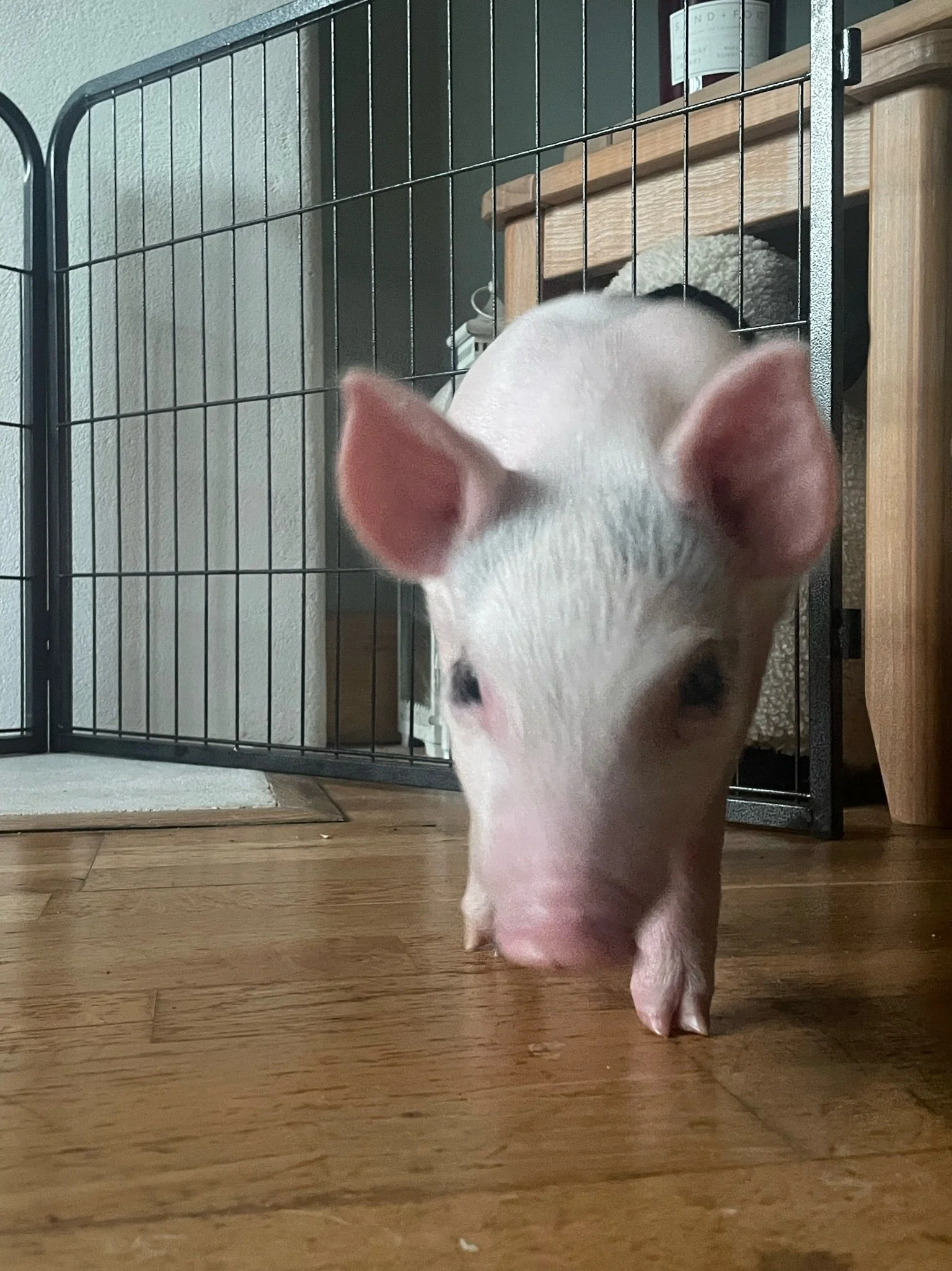Close-up of a piglet walking on hardwood floor near a metal gate.