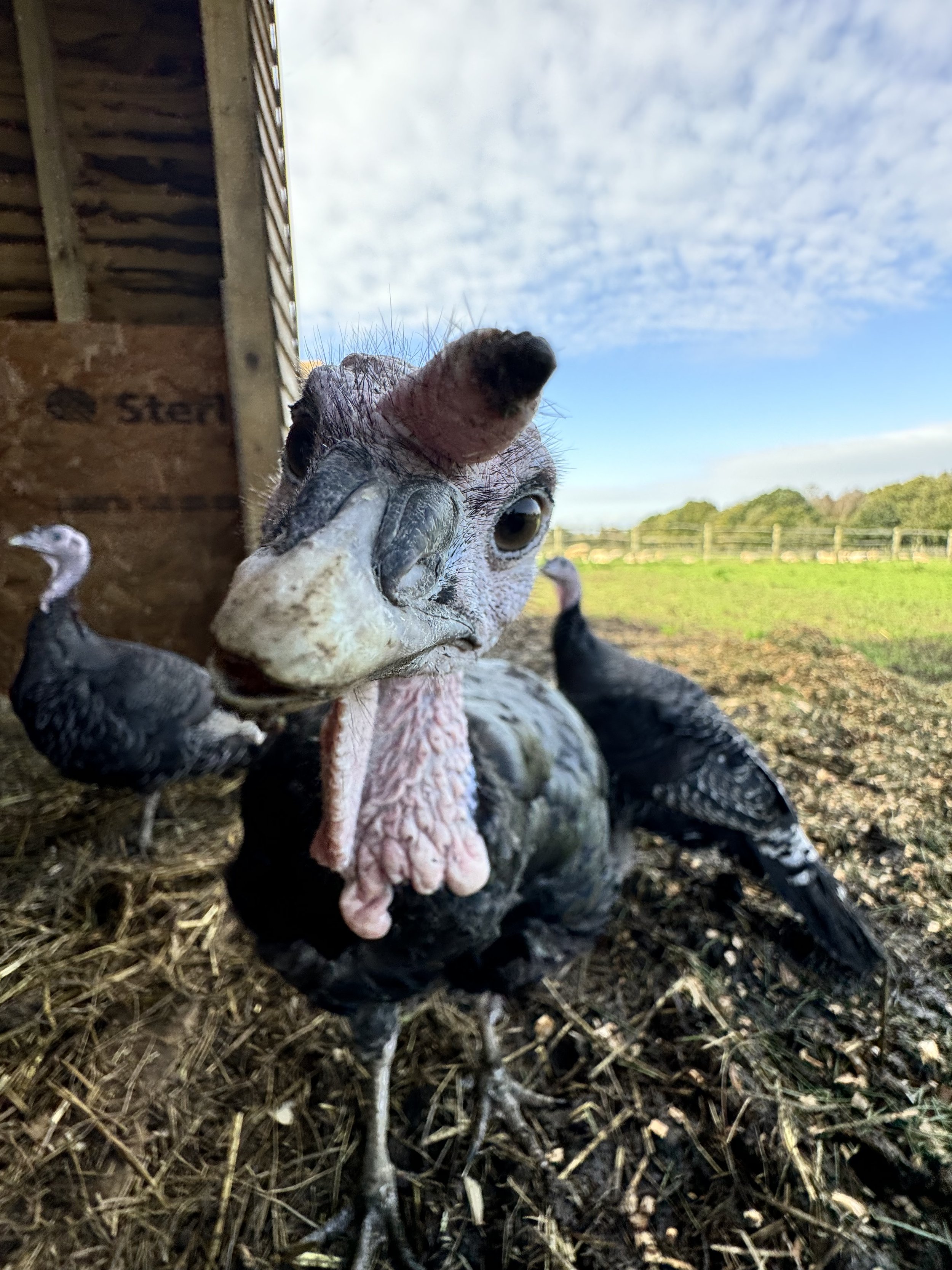 Close-up of a curious turkey with other turkeys in the background on a farm.