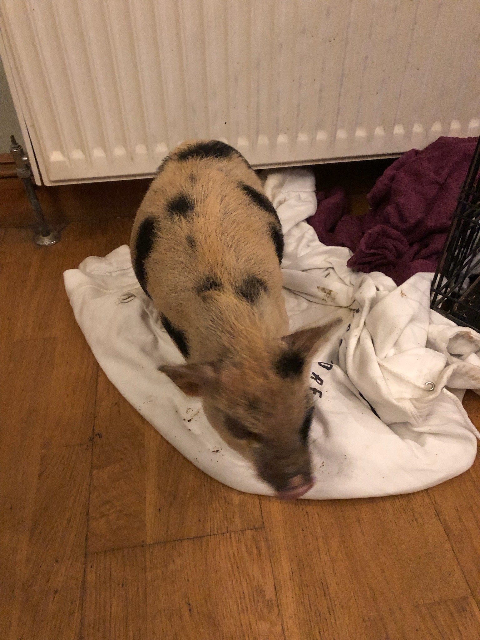 A small pig with black spots on its back standing on a white cloth near a radiator indoors.