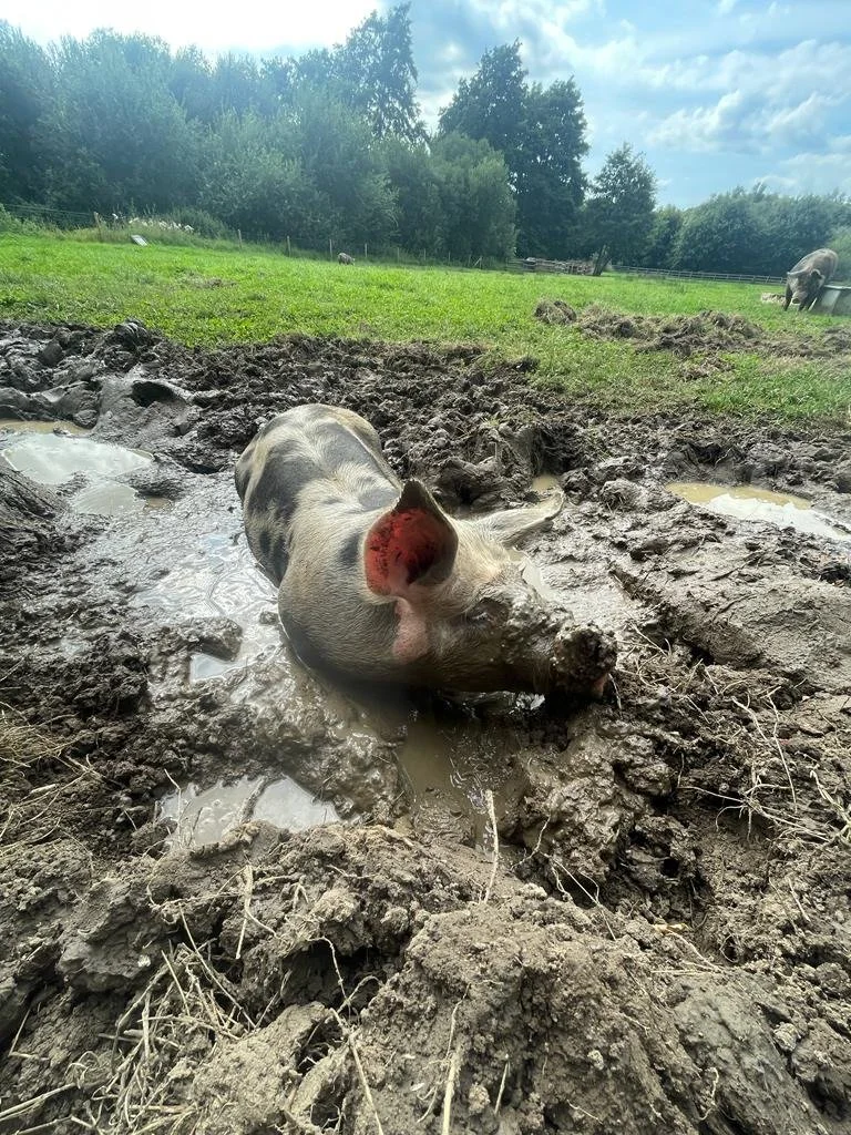 A pig lying in a muddy puddle on a farm, surrounded by grassy fields and trees under a cloudy sky.
