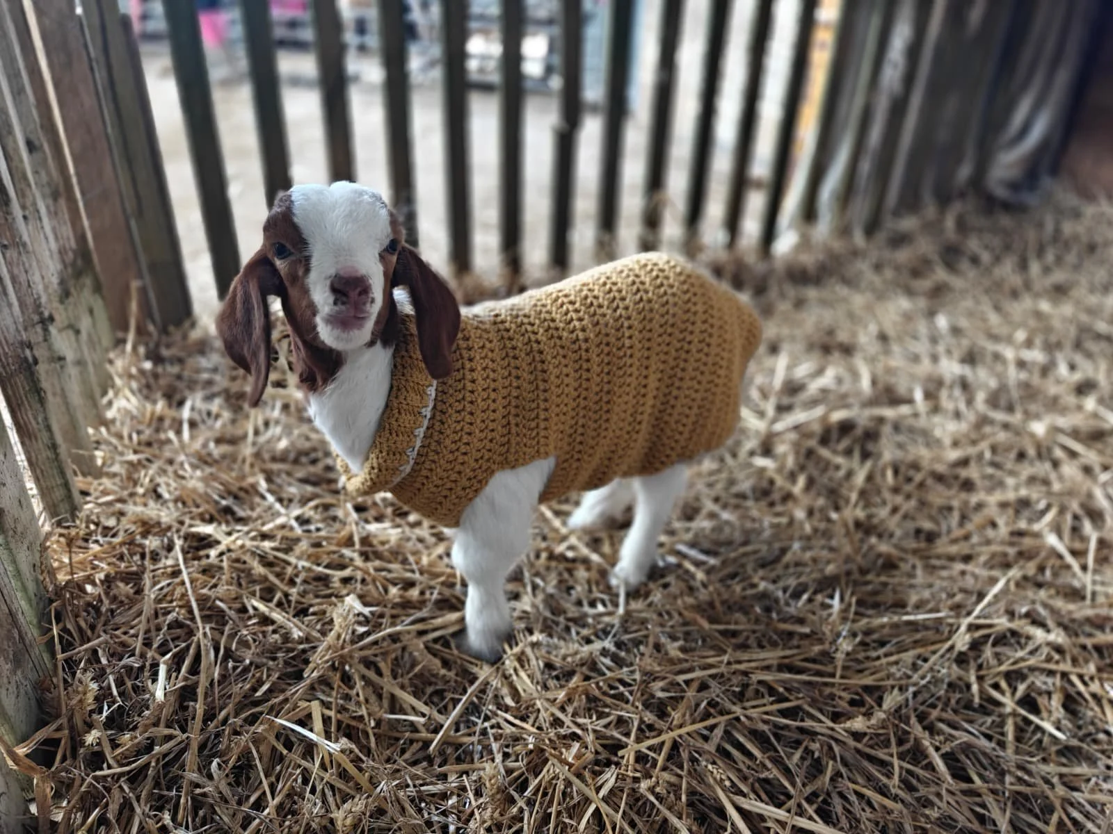 A young goat wearing a mustard yellow knitted sweater standing on straw inside a wooden enclosure.