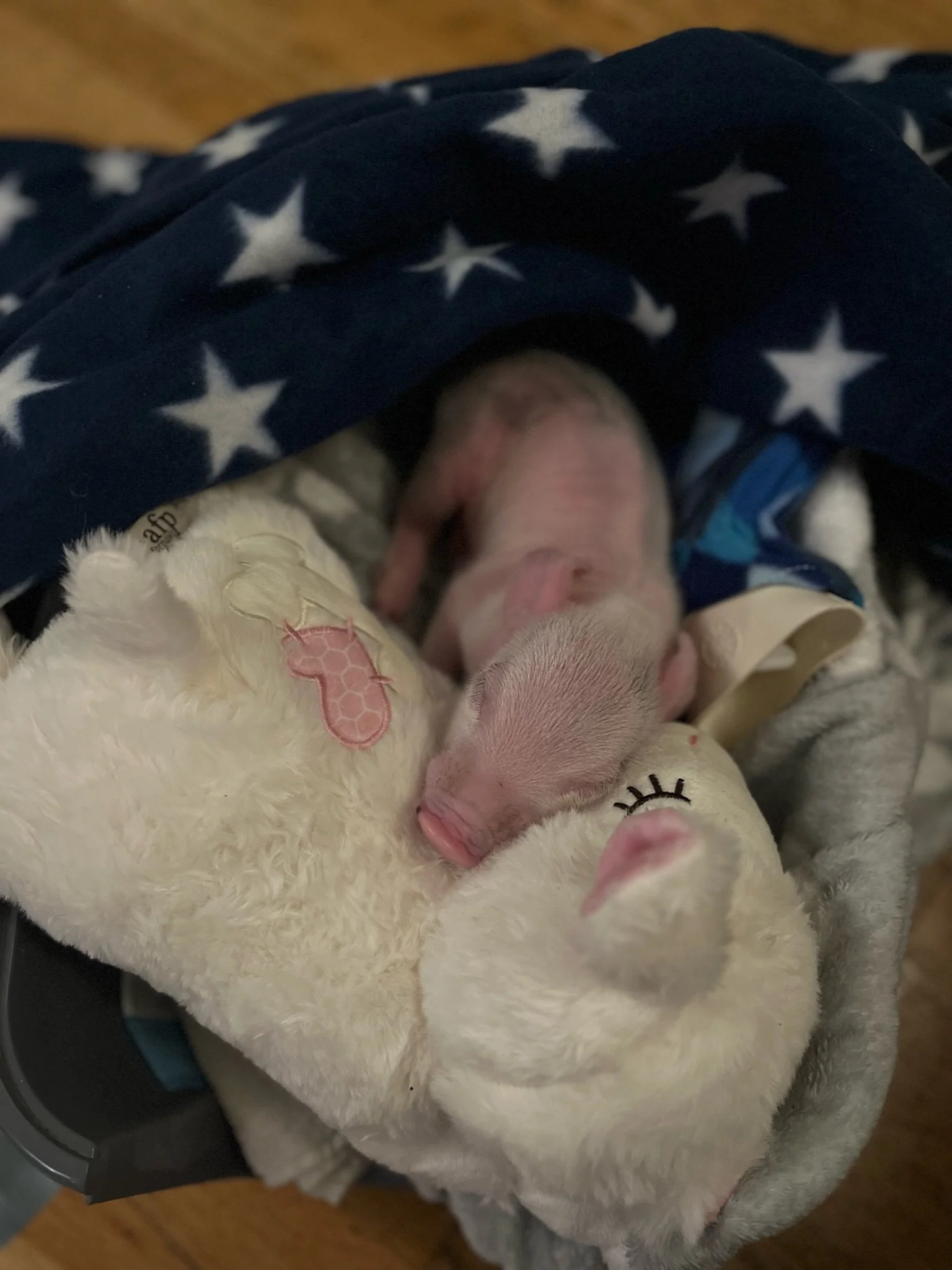 Two tiny pink newborn puppies sleeping on a soft plush unicorn stuffed animal, partially covered by a blue blanket with white stars.