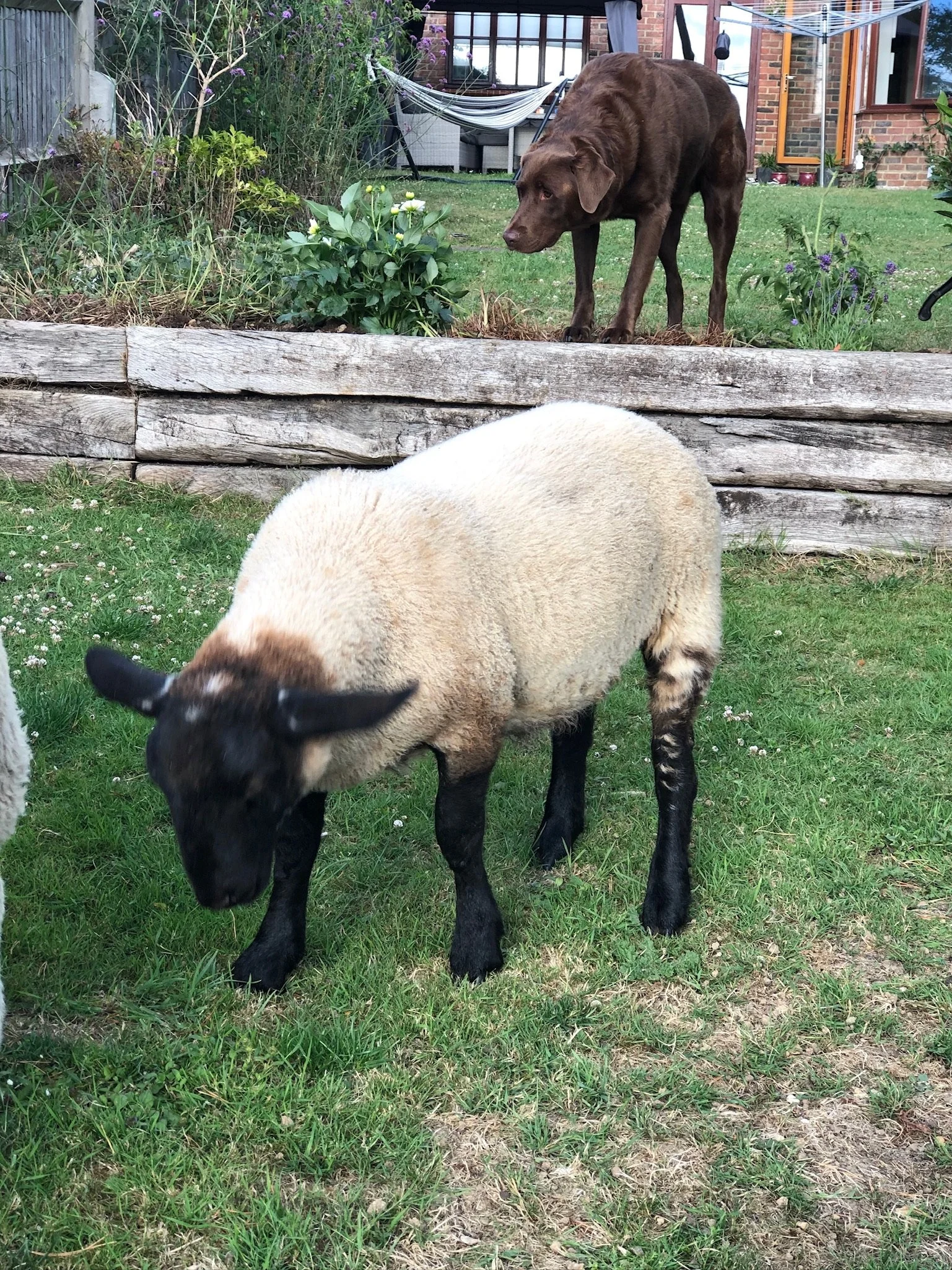 A sheep grazing on grass in a backyard garden with a brown dog observing from an elevated wooden border, and a hammock in the background.