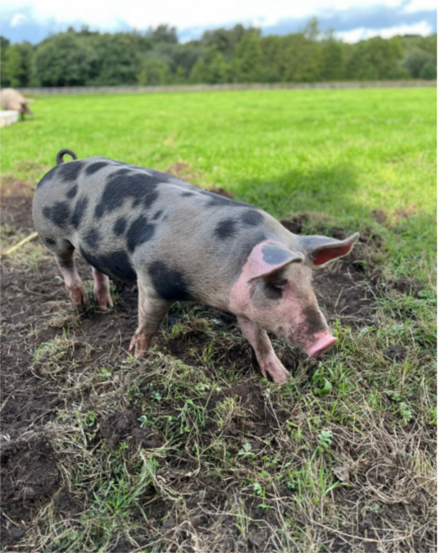 Spotted pig standing on grassy field with trees in the background