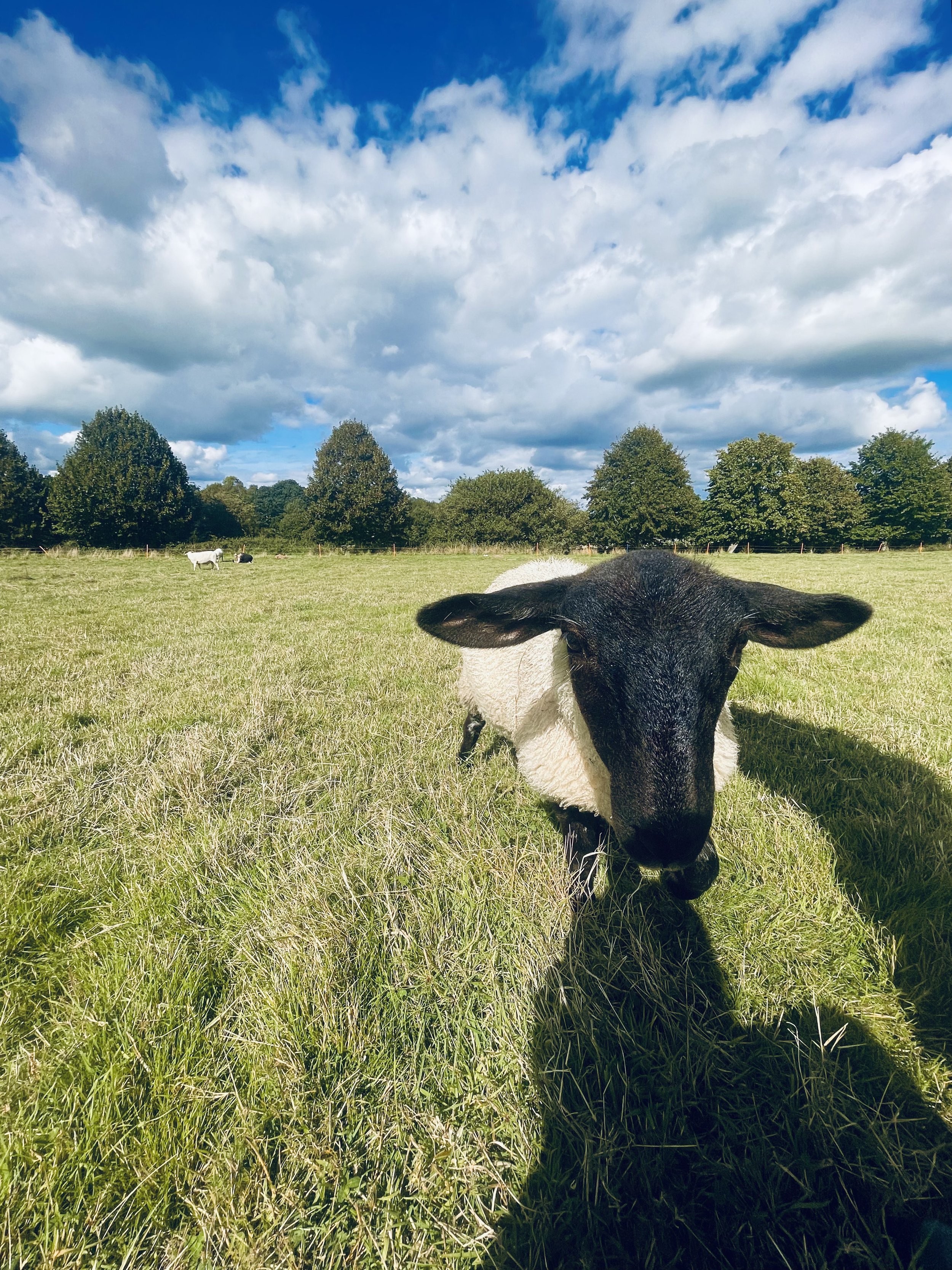 Sheep in a grassy field with blue sky and clouds.