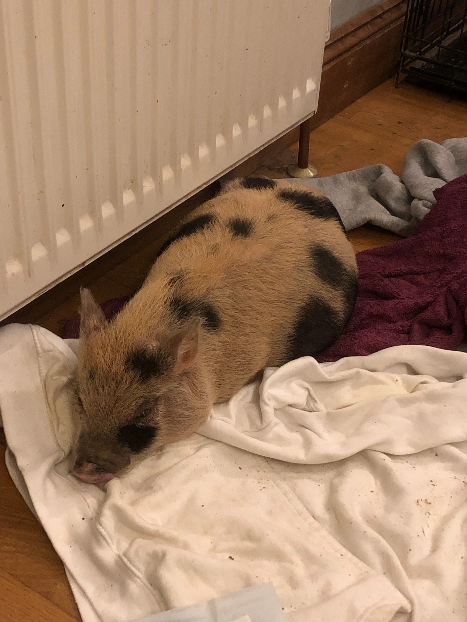 A piglet resting on blankets near a radiator on a wooden floor.