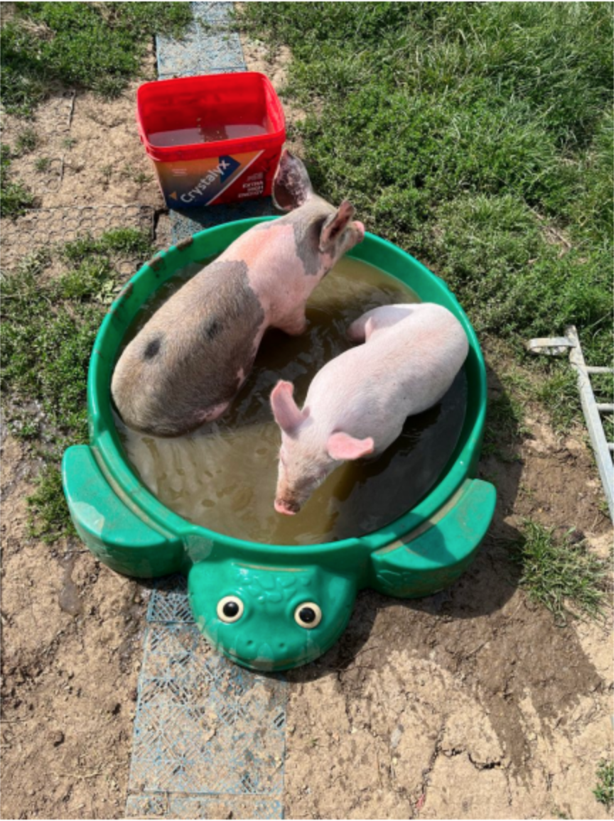 Two pigs in a green turtle-shaped kiddie pool filled with muddy water, on grass and dirt.