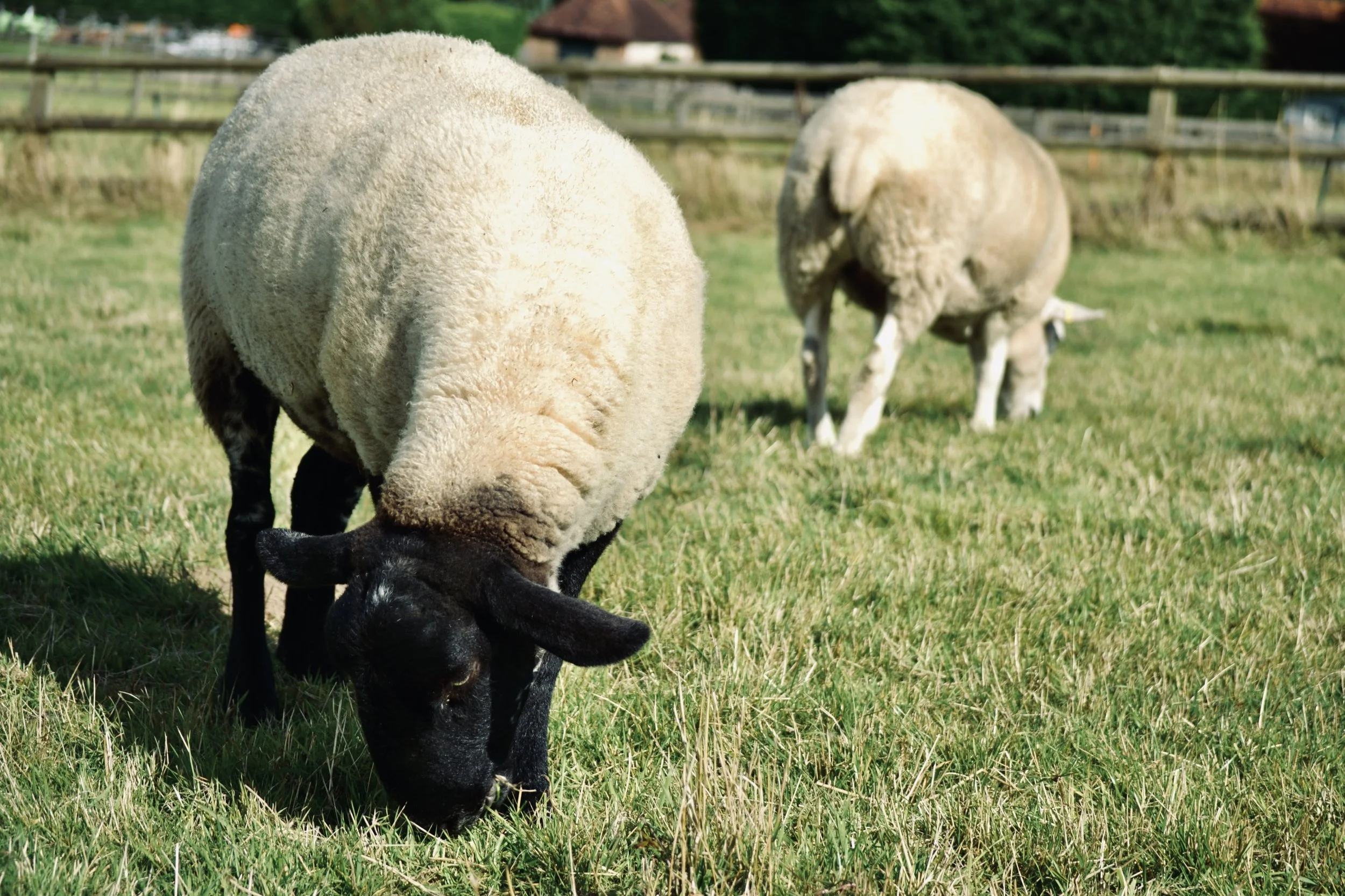 Two sheep grazing in a grassy field with a wooden fence in the background.