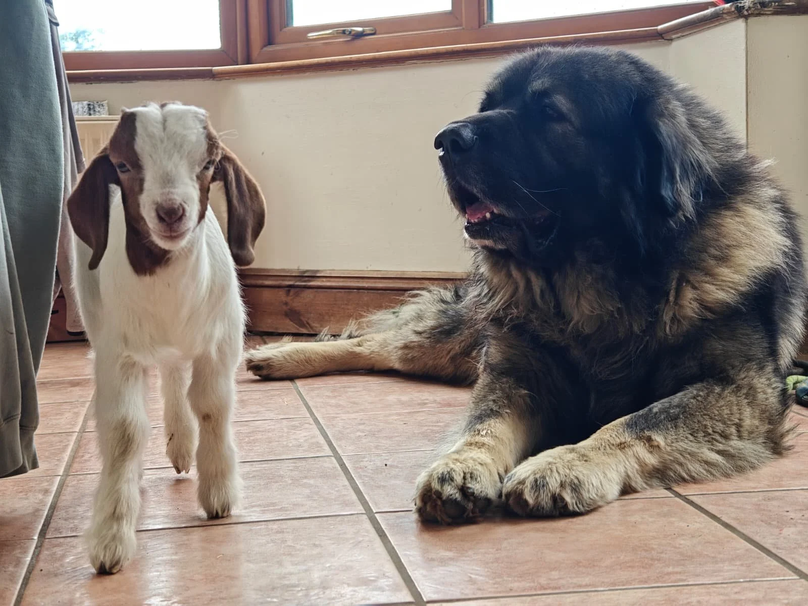 A puppy and a large dog are indoors on a tiled floor near a window. The puppy has white fur with brown patches, floppy ears, and is standing. The large dog is lying down, with black and tan fur, and has its eyes partly closed and mouth slightly open.