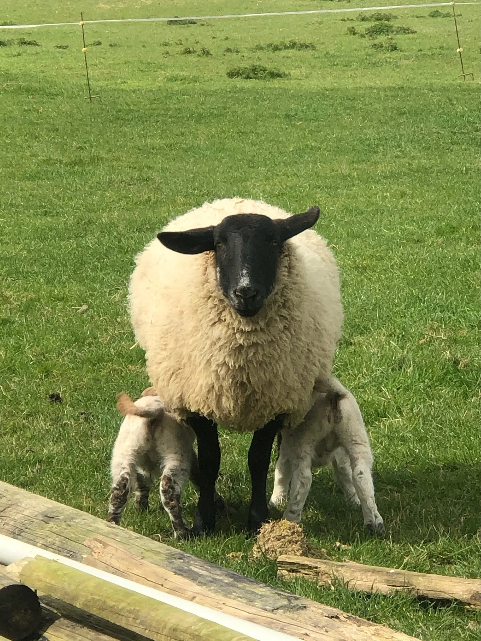 Sheep with two lambs nursing on a grassy field.