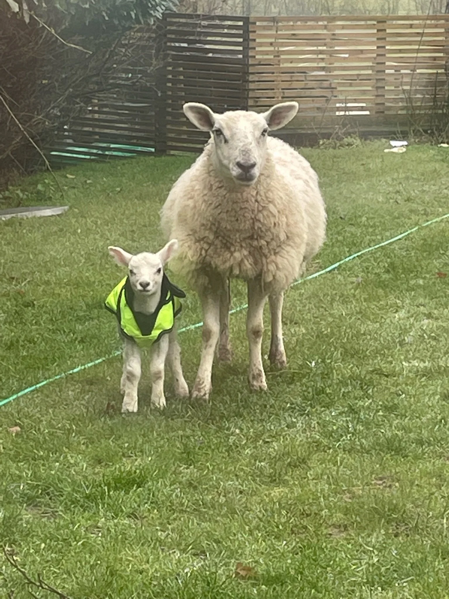 A young lamb wearing a yellow safety vest standing next to a sheep in a backyard with grass and a wooden fence.