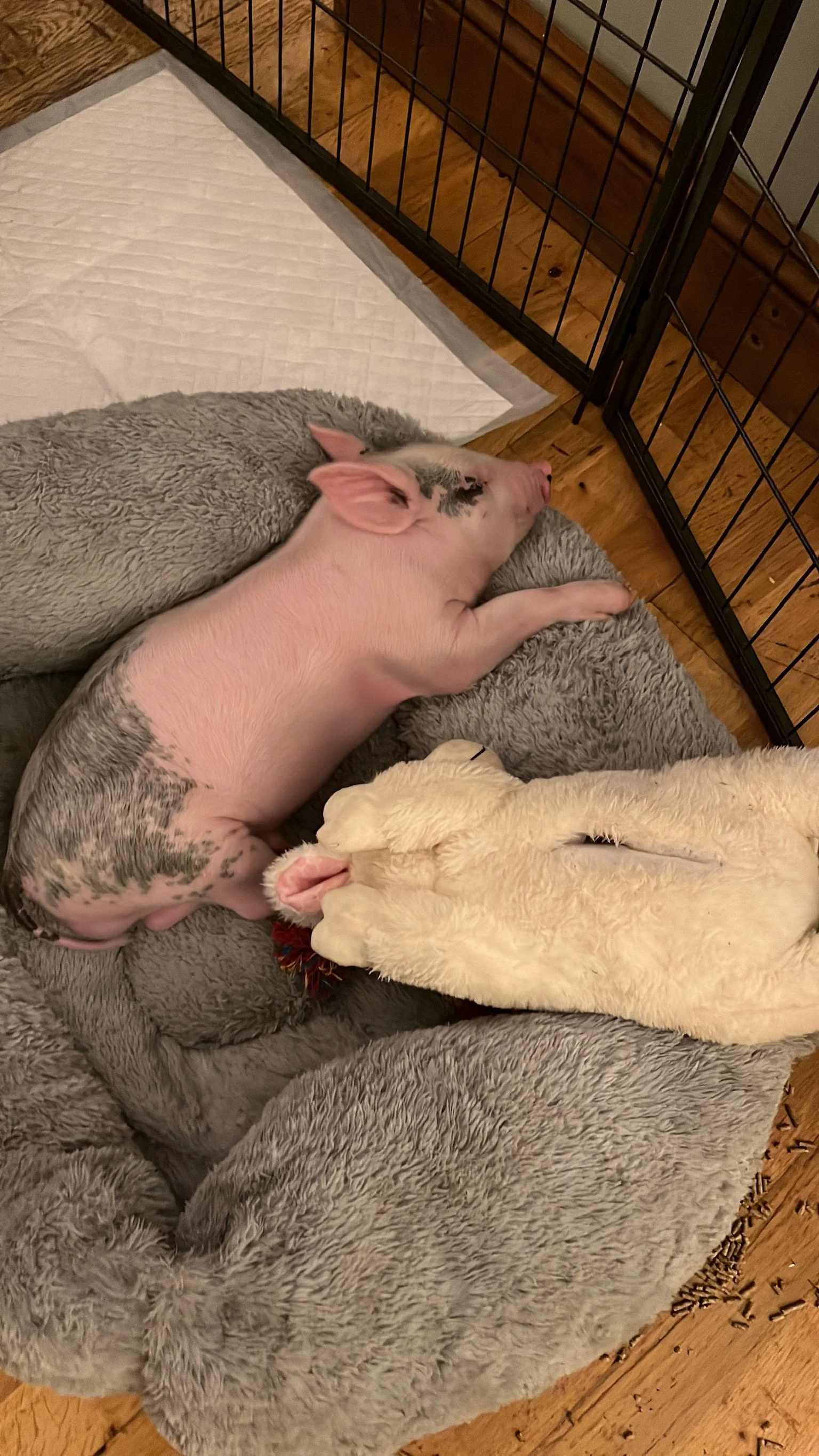 A piglet sleeping on a gray, fluffy pet bed next to a white, plush toy llama inside a pen on a wooden floor.