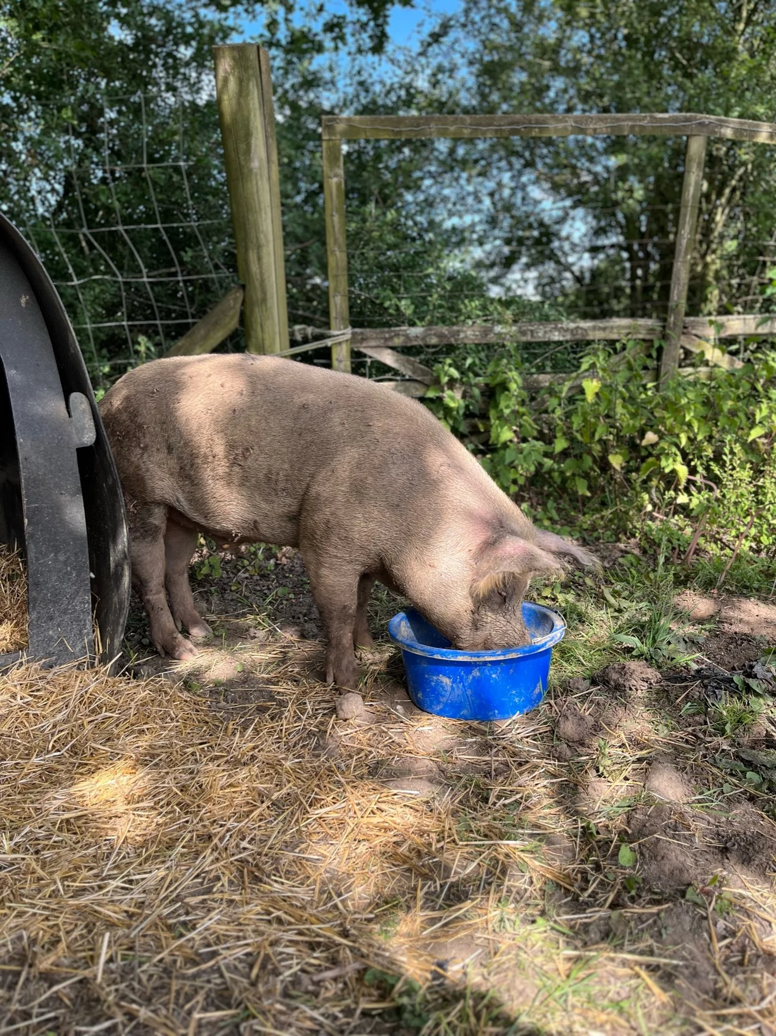 Pig eating from a blue bowl in a fenced outdoor area with straw and greenery.