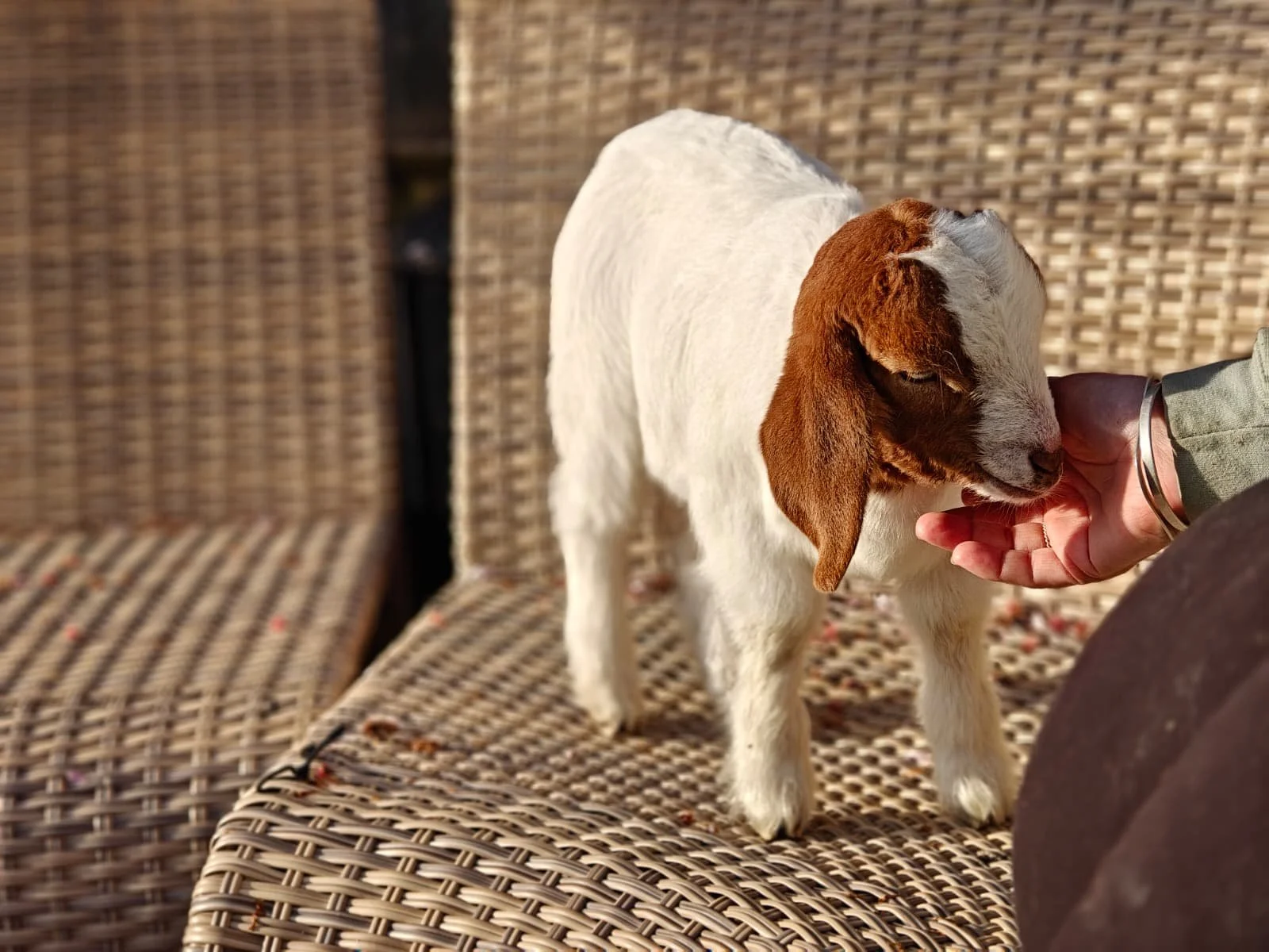 A small goat with white body and brown head gently nuzzling a person's hand while standing on a woven outdoor chair.