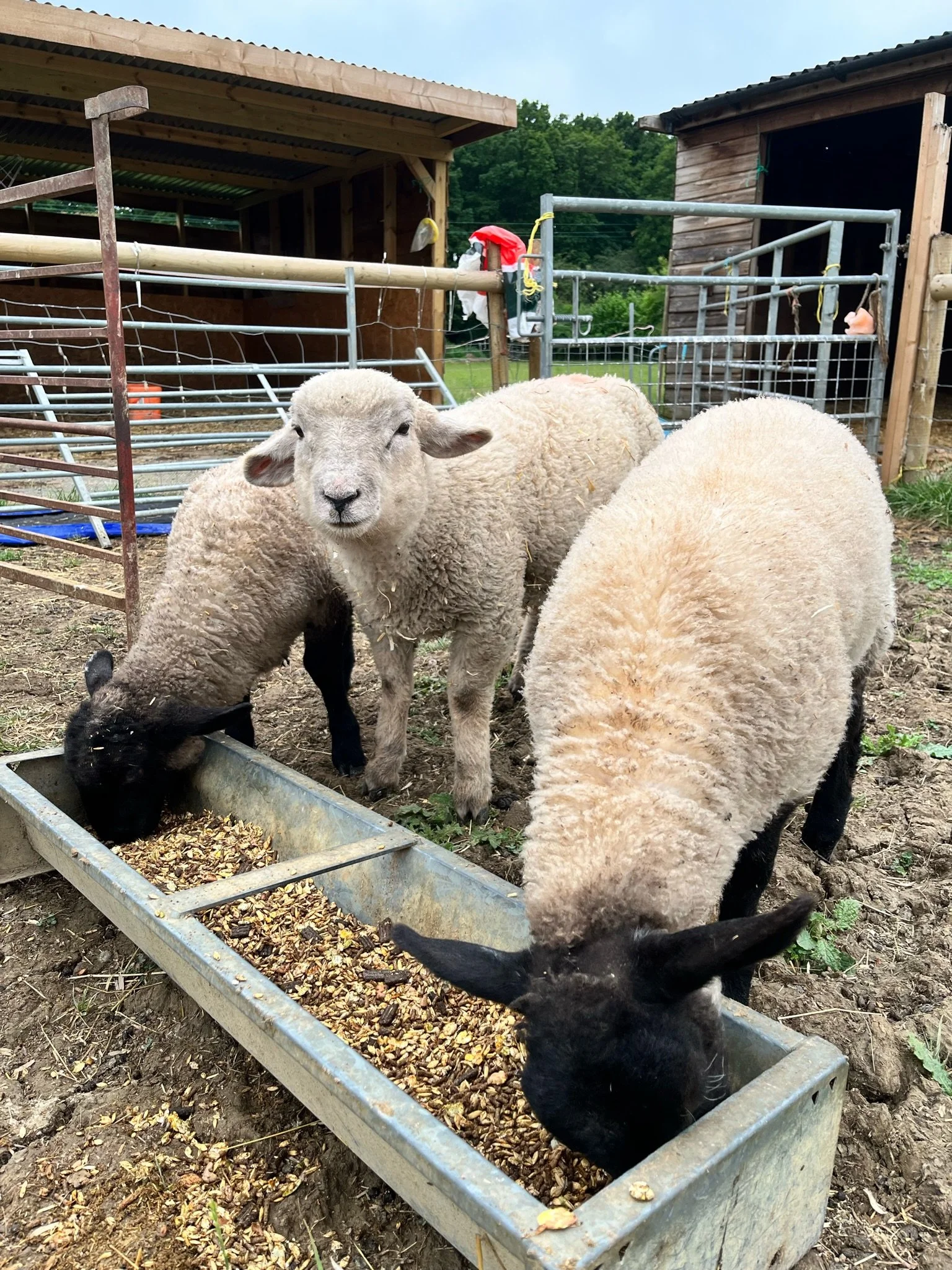 Three sheep feeding from a trough in a farm setting.
