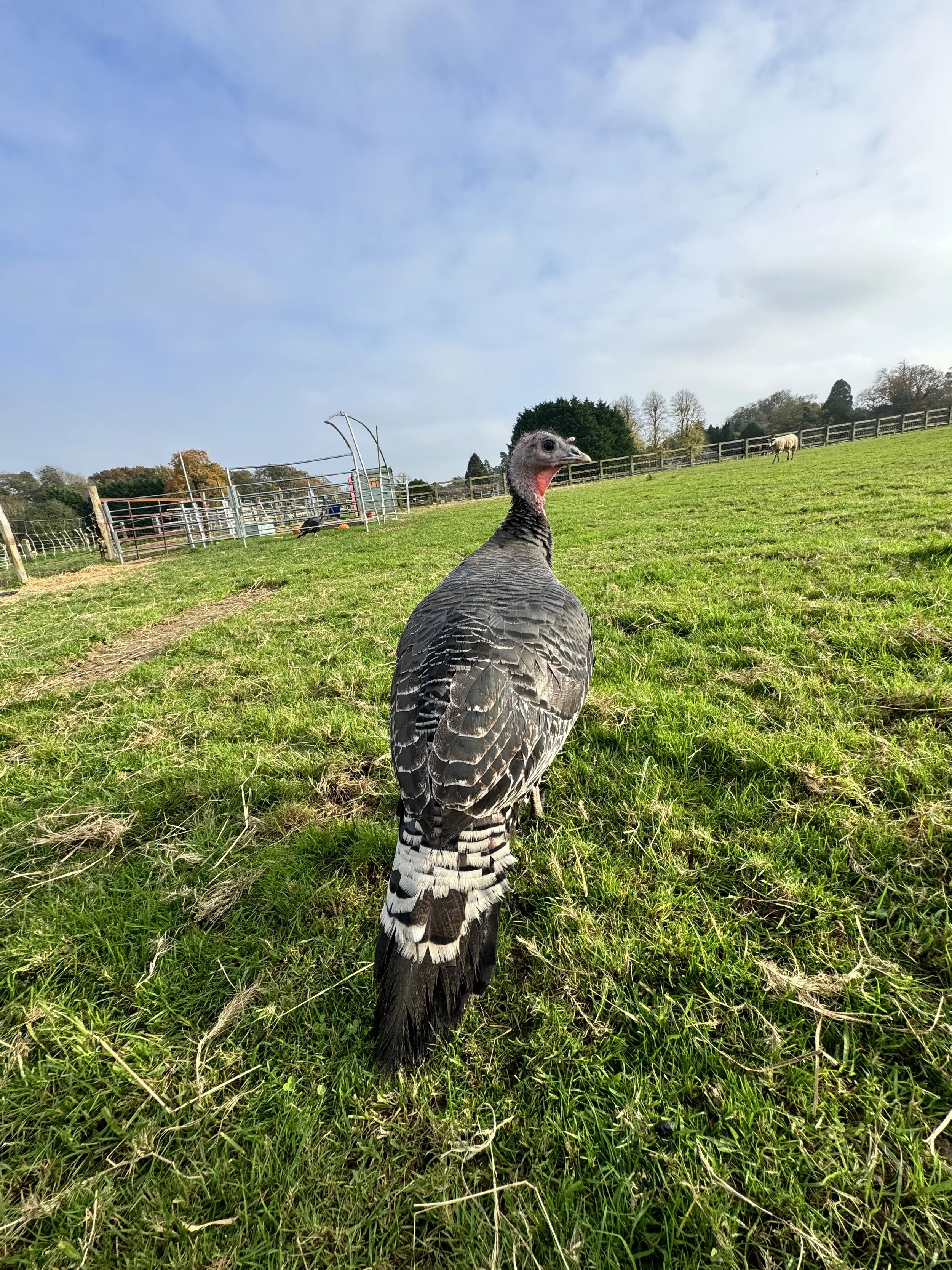 A wild turkey standing on green grass in a farm field, with a wooden fence, a grazing sheep, and farm structures in the background under a partly cloudy sky.