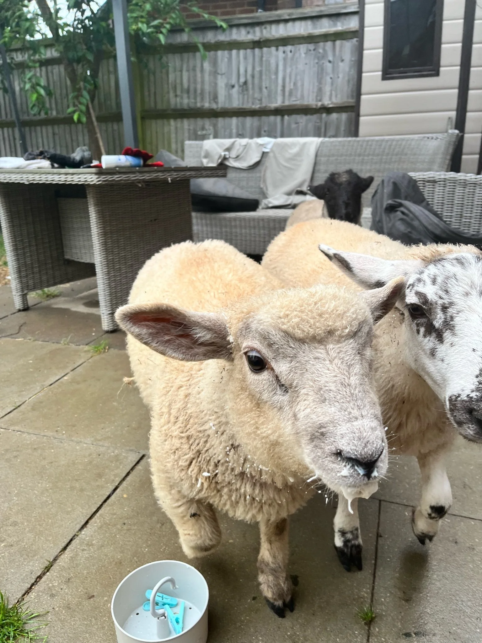 Two sheep standing on a patio next to a small bucket with clothespins, outdoor furniture, and a wooden fence in the background.