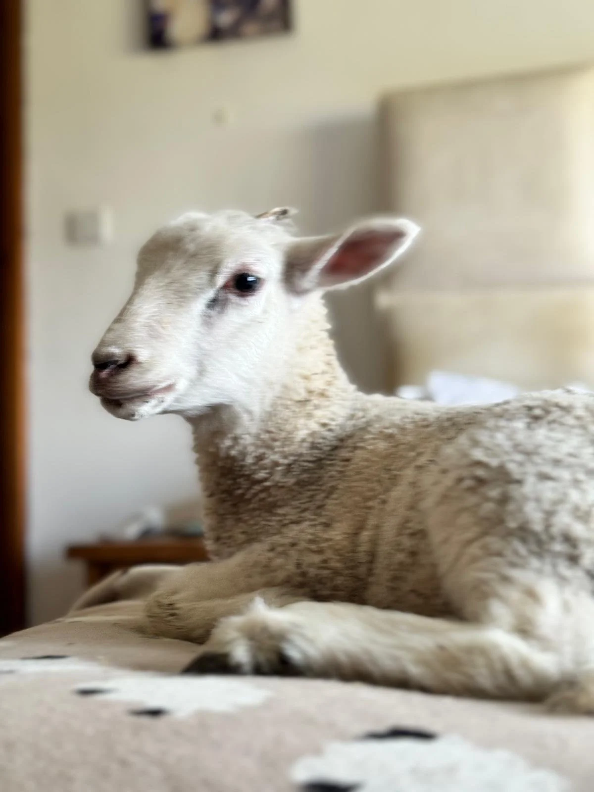 A baby goat lying on a bed, with a blurred background of a beige headboard and a wall.