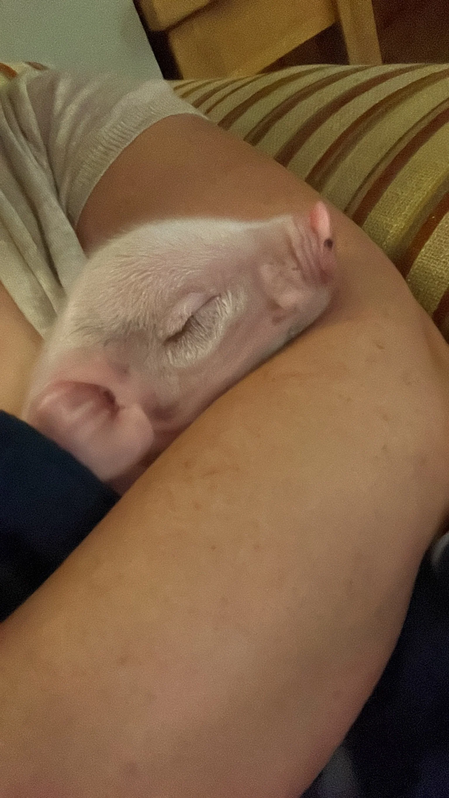 A piglet sleeping in someone's arms.