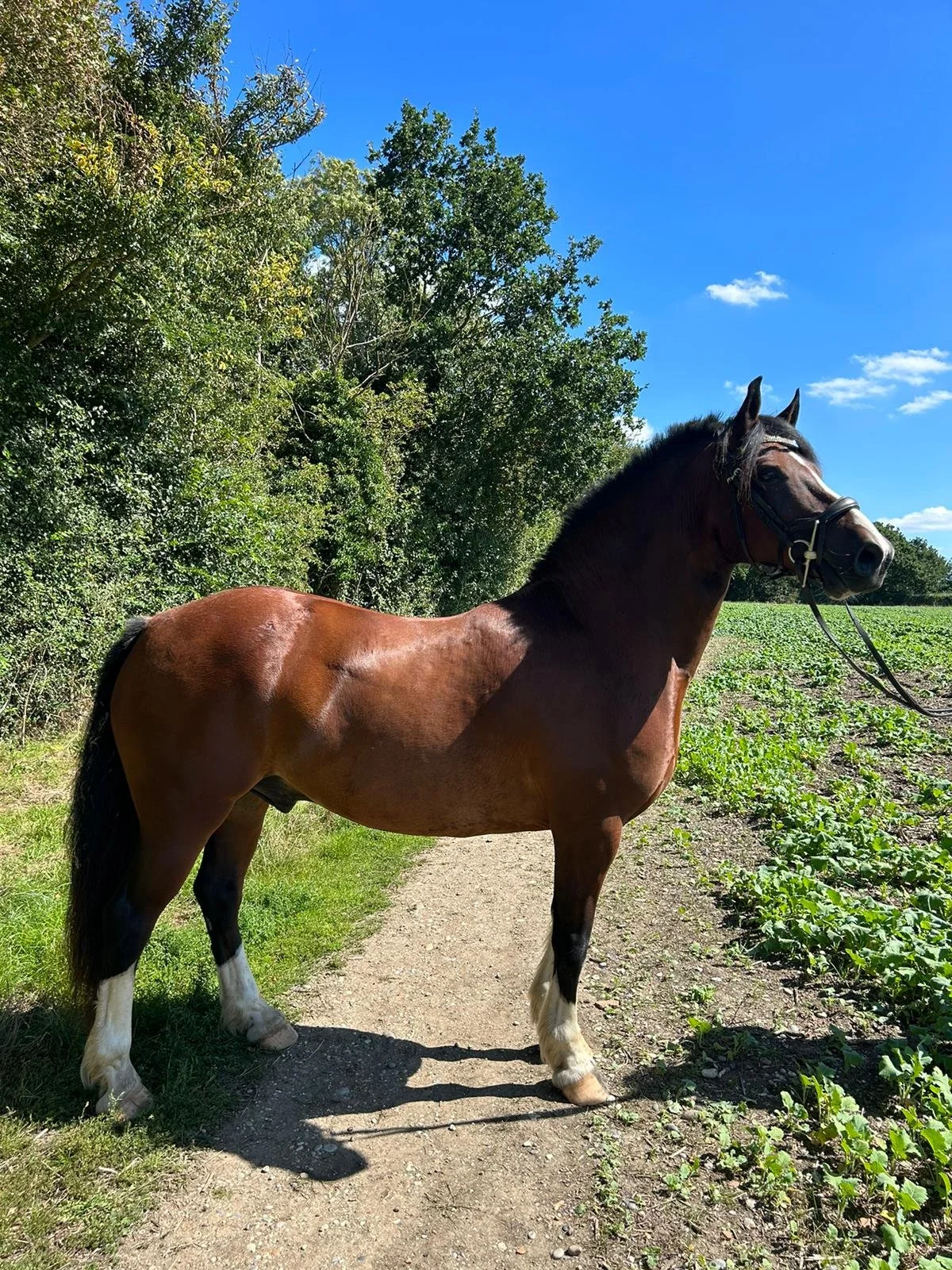 Brown horse with white socks standing on a path in a leafy countryside setting with blue sky.
