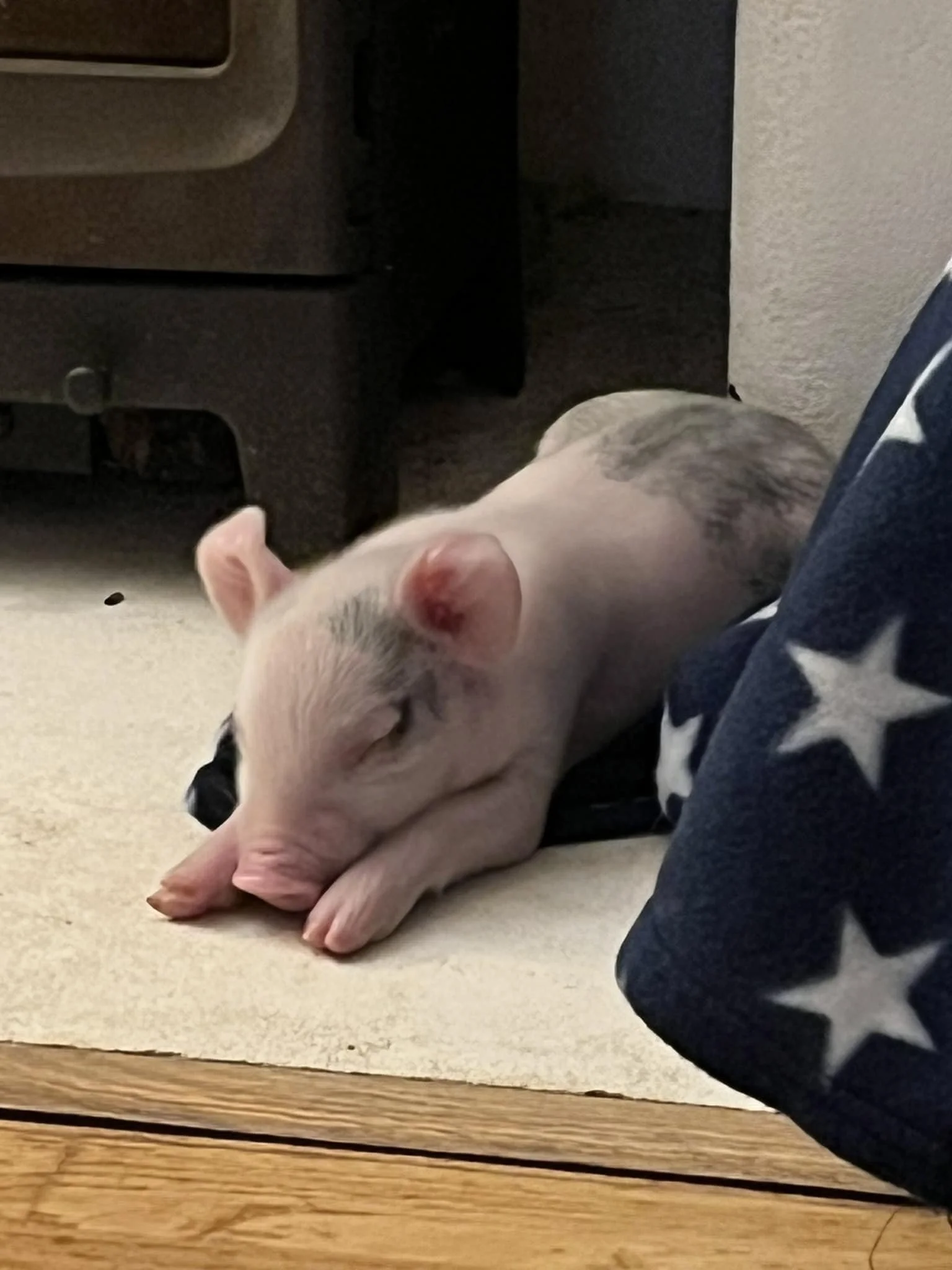 A small piglet lying on the floor next to a patterned blanket with star designs.