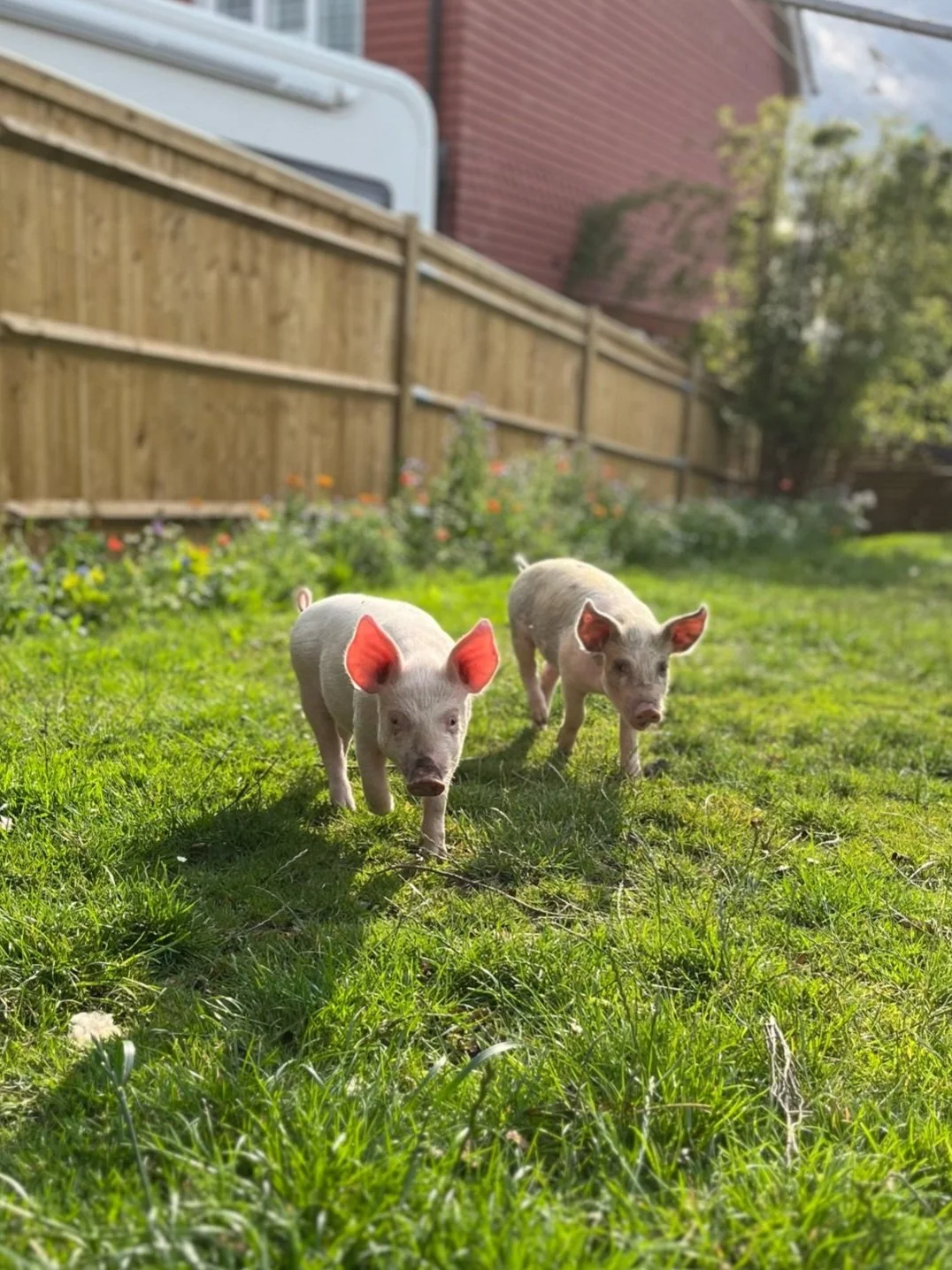 Two small piglets with added cartoon pig ears walking on a grassy lawn in a backyard.