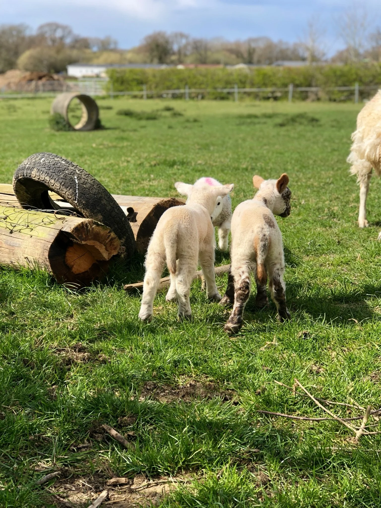 Three lambs standing on a grassy field next to a wooden log and an old tire.