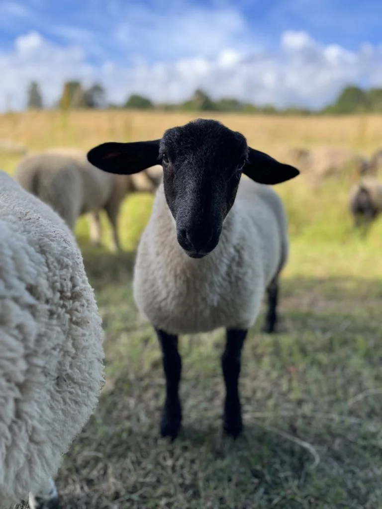 A sheep with a black face stands on grass in a sunny field with other sheep in the background.