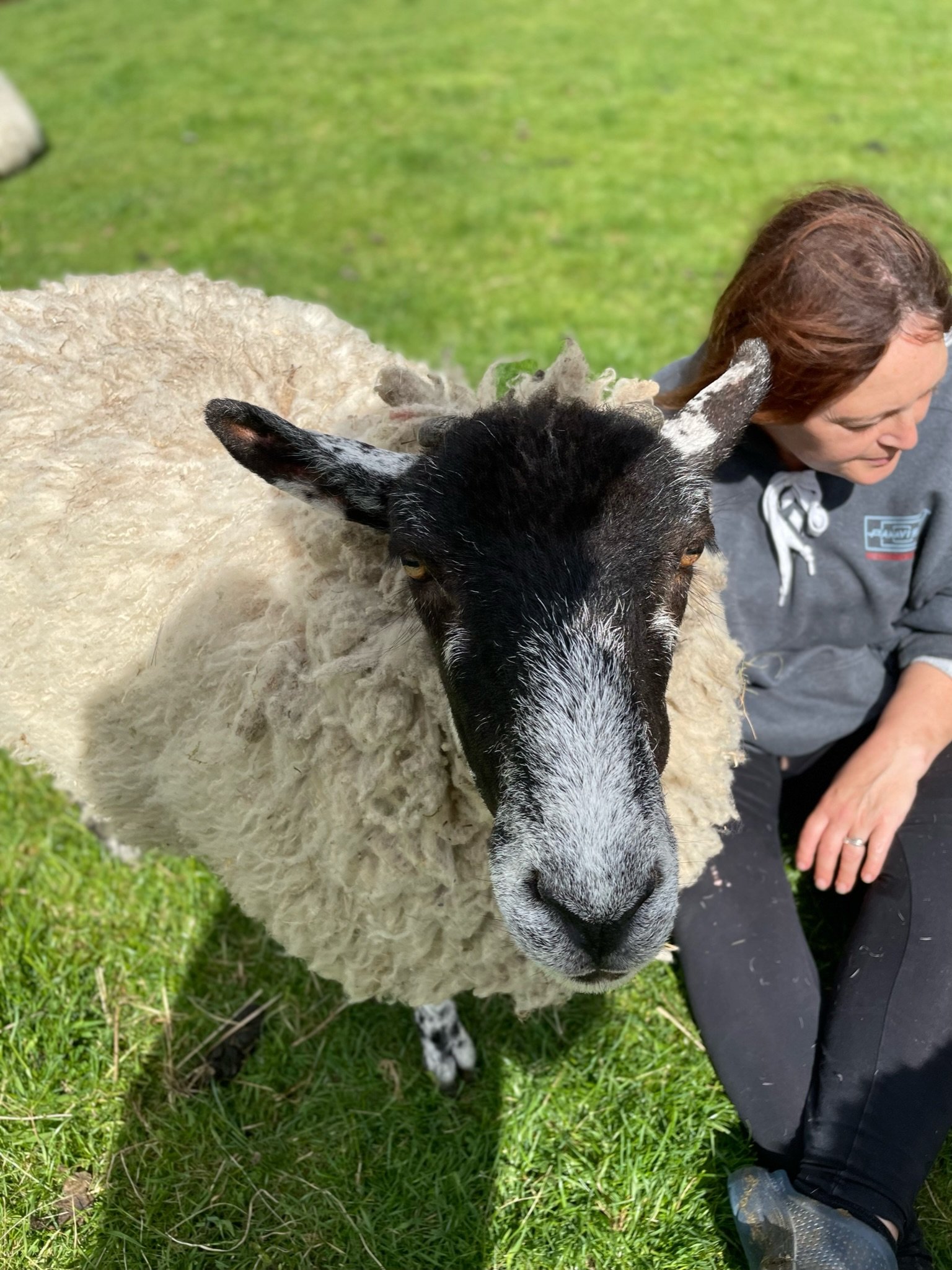 Close-up of a sheep with a black face and white wool, standing on green grass, with a woman sitting beside it.