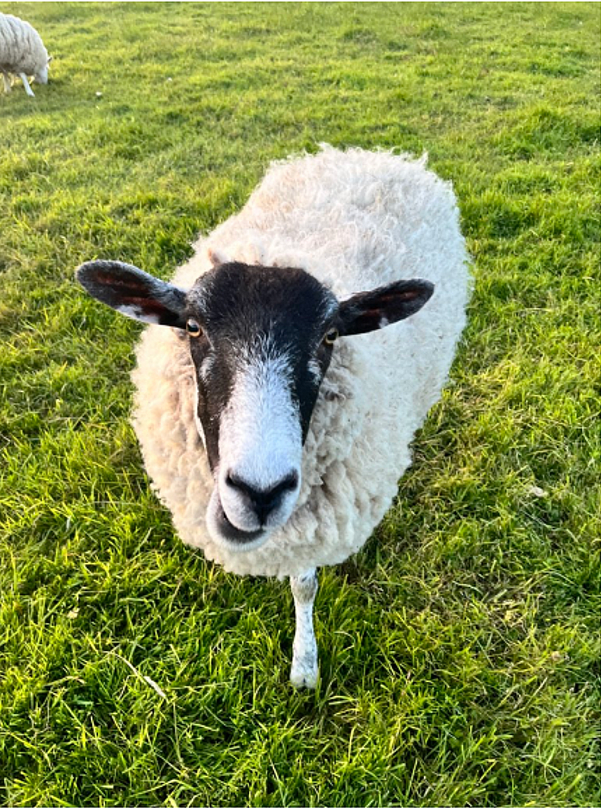 Close-up of a sheep with a black face and white wool standing on green grass in a field.