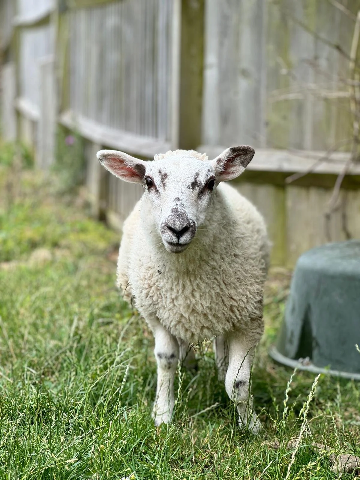 A young lamb standing on green grass, looking at the camera, with a wooden fence in the background.