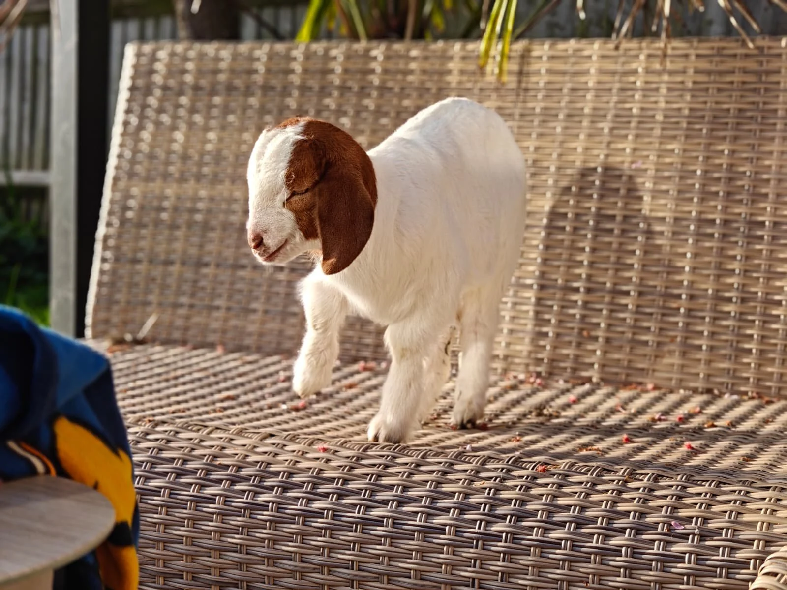 A small white and brown puppy with long floppy ears walking on a woven outdoor table.