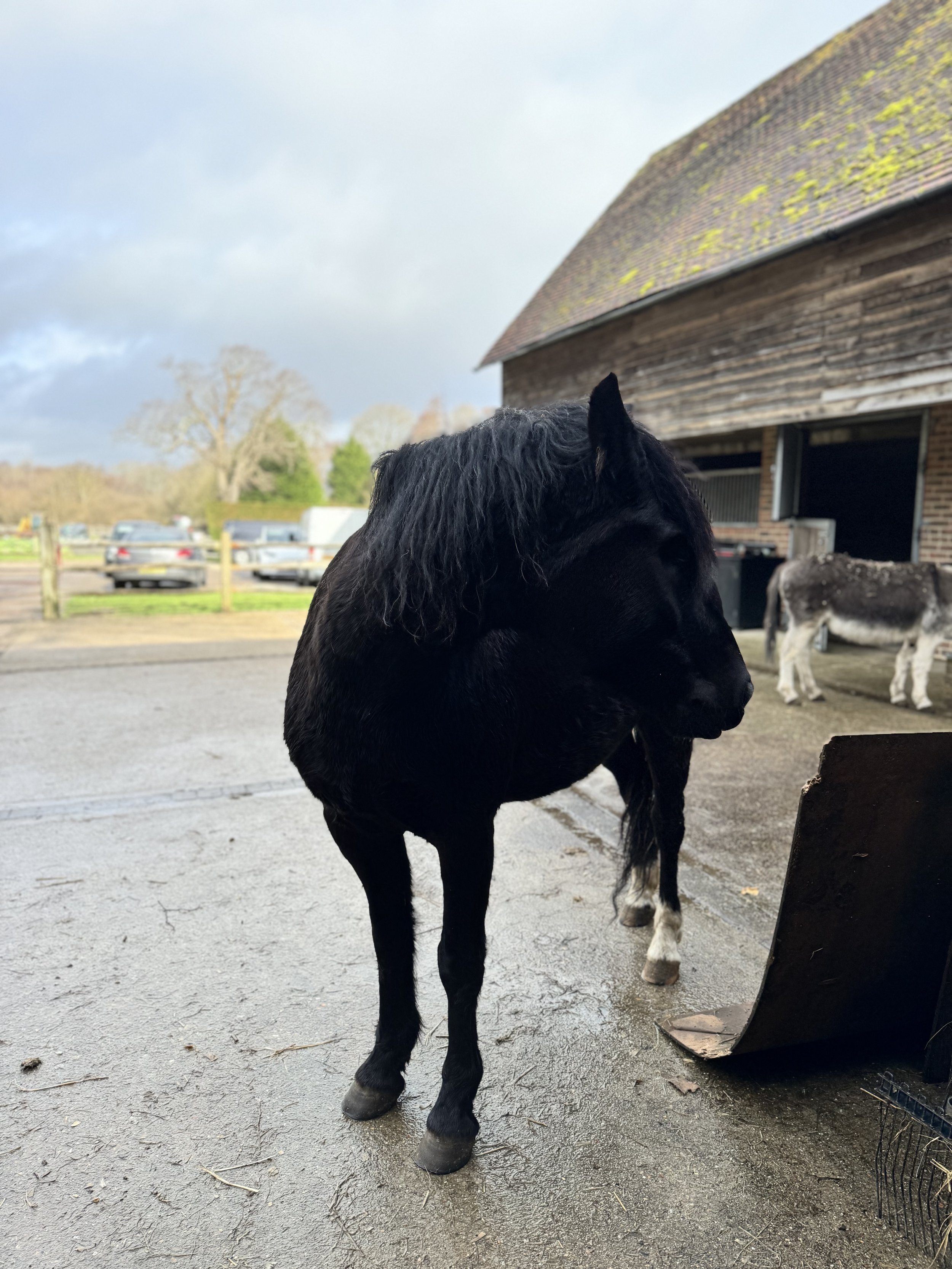 Black horse standing near a wooden barn on a farm, with trees and cars in the background.