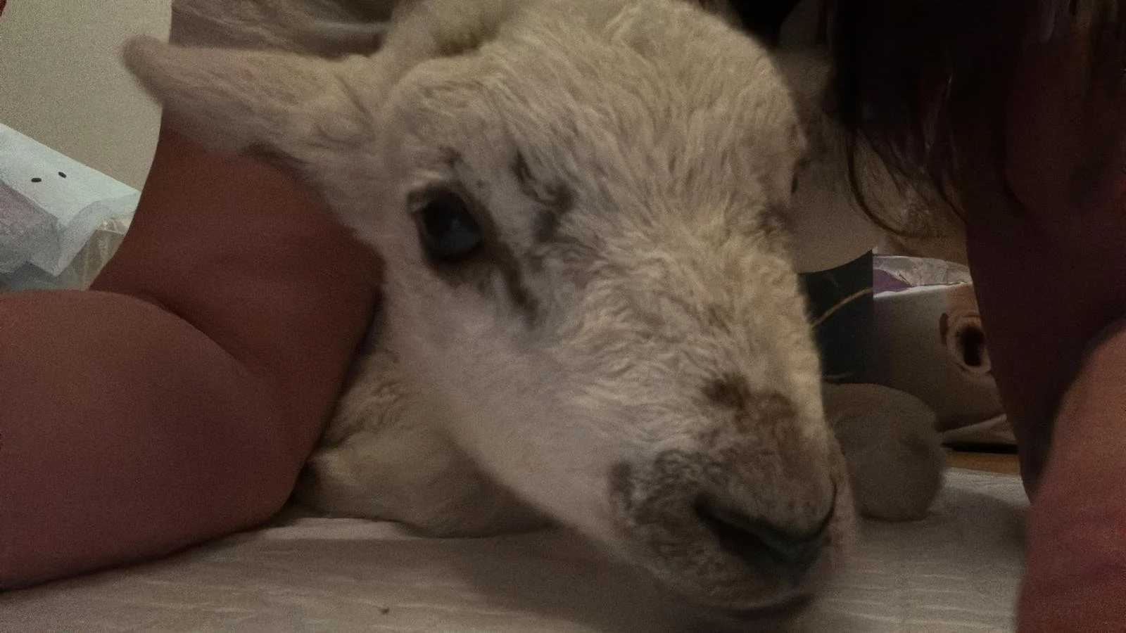 A person lying on the floor close to a light-colored dog with long fur, resting its head on the ground.