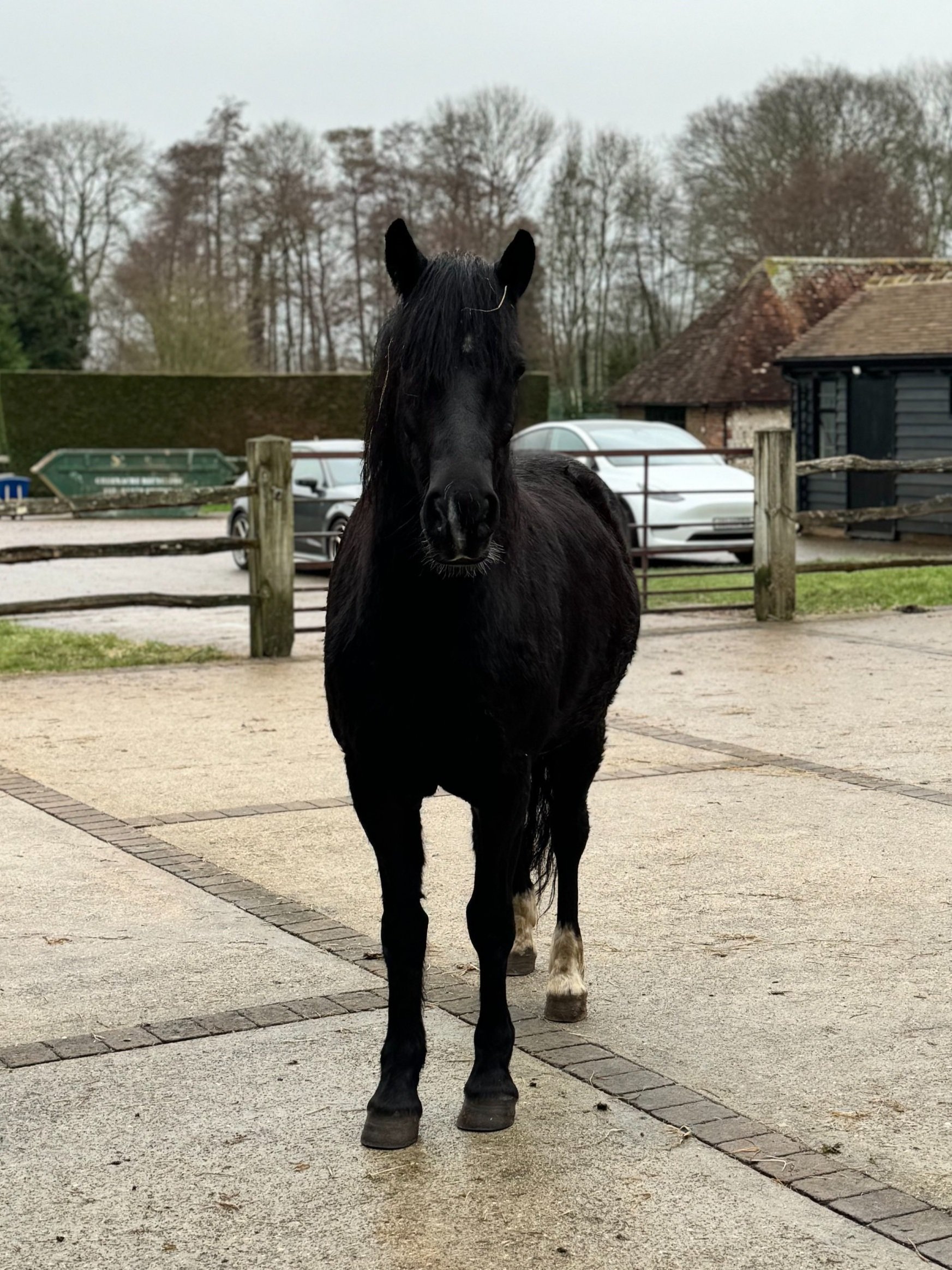 Black horse standing on a paved surface in a rural setting with wooden fences, parked cars, and buildings in the background.