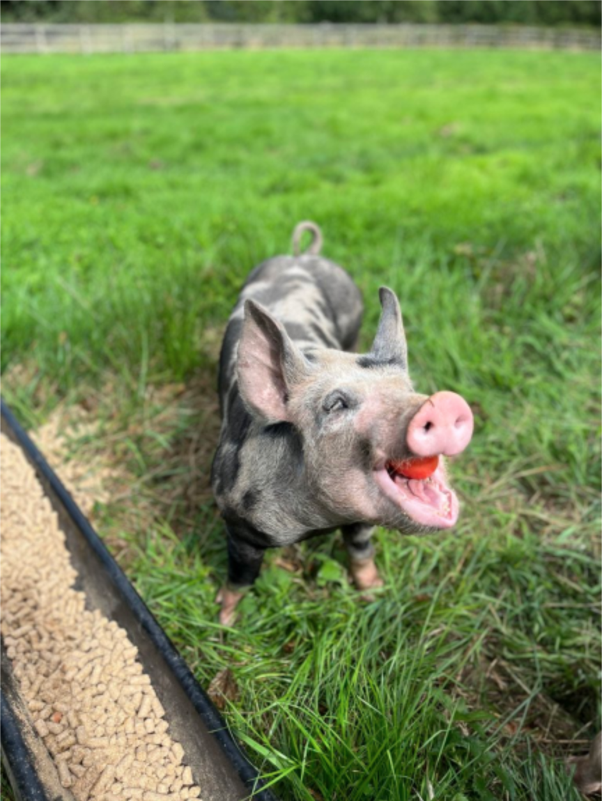 Pig eating a tomato next to a trough with pellets in a grassy field