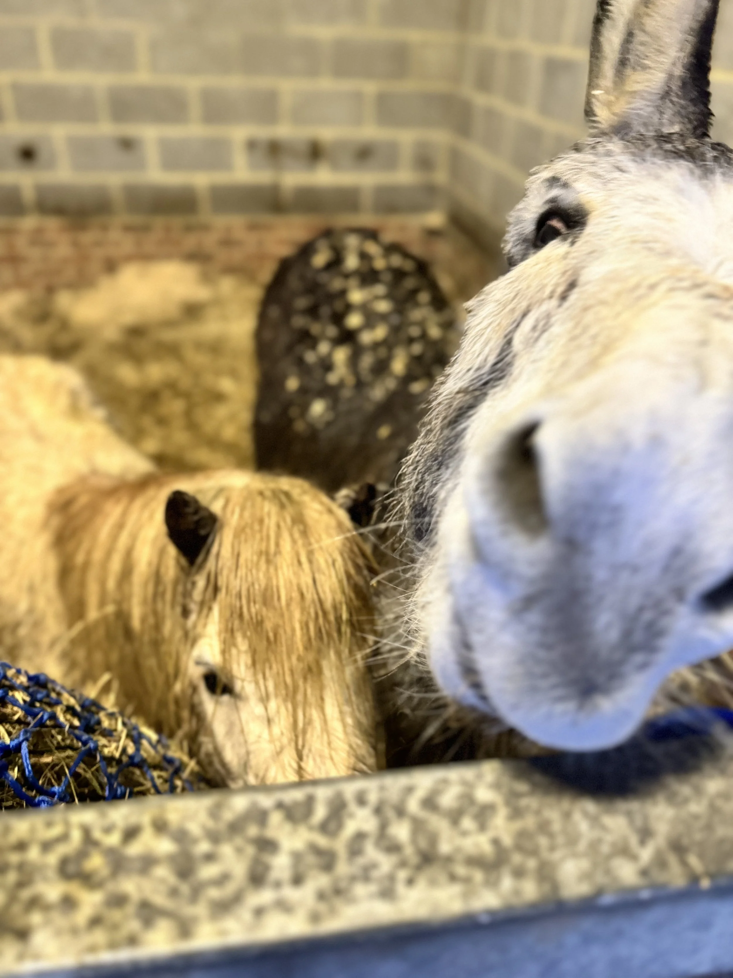 A close-up of a donkey with two horses in a stable.