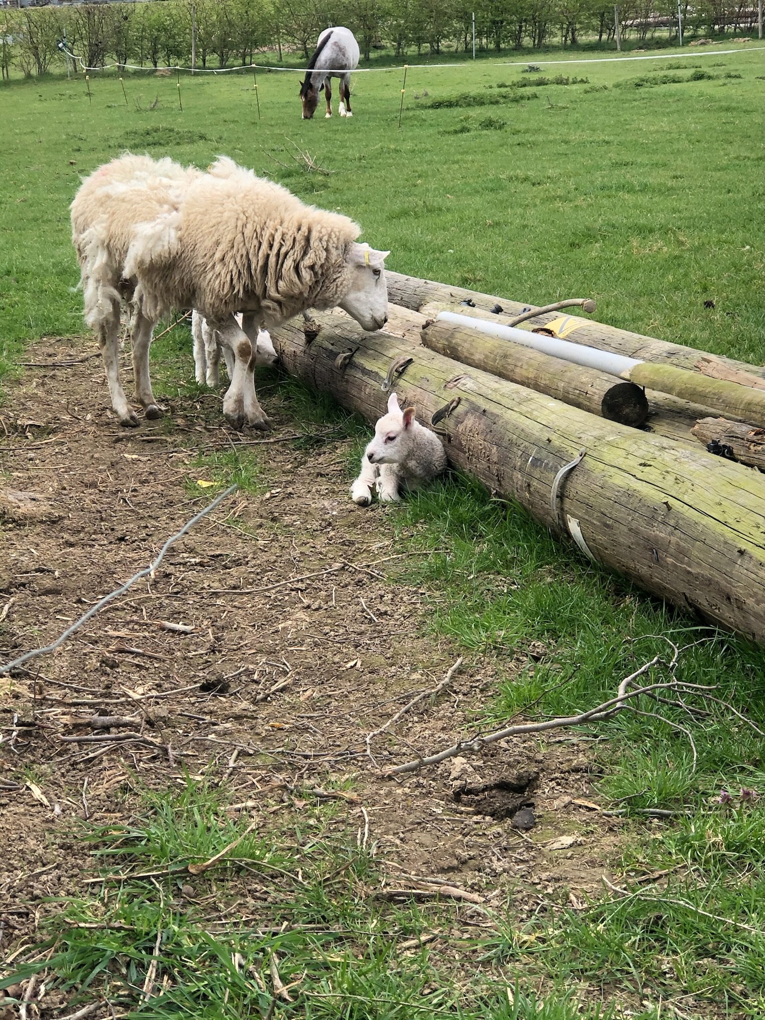 Sheep and lambs near wooden logs in a grassy field, with a horse grazing in the background.