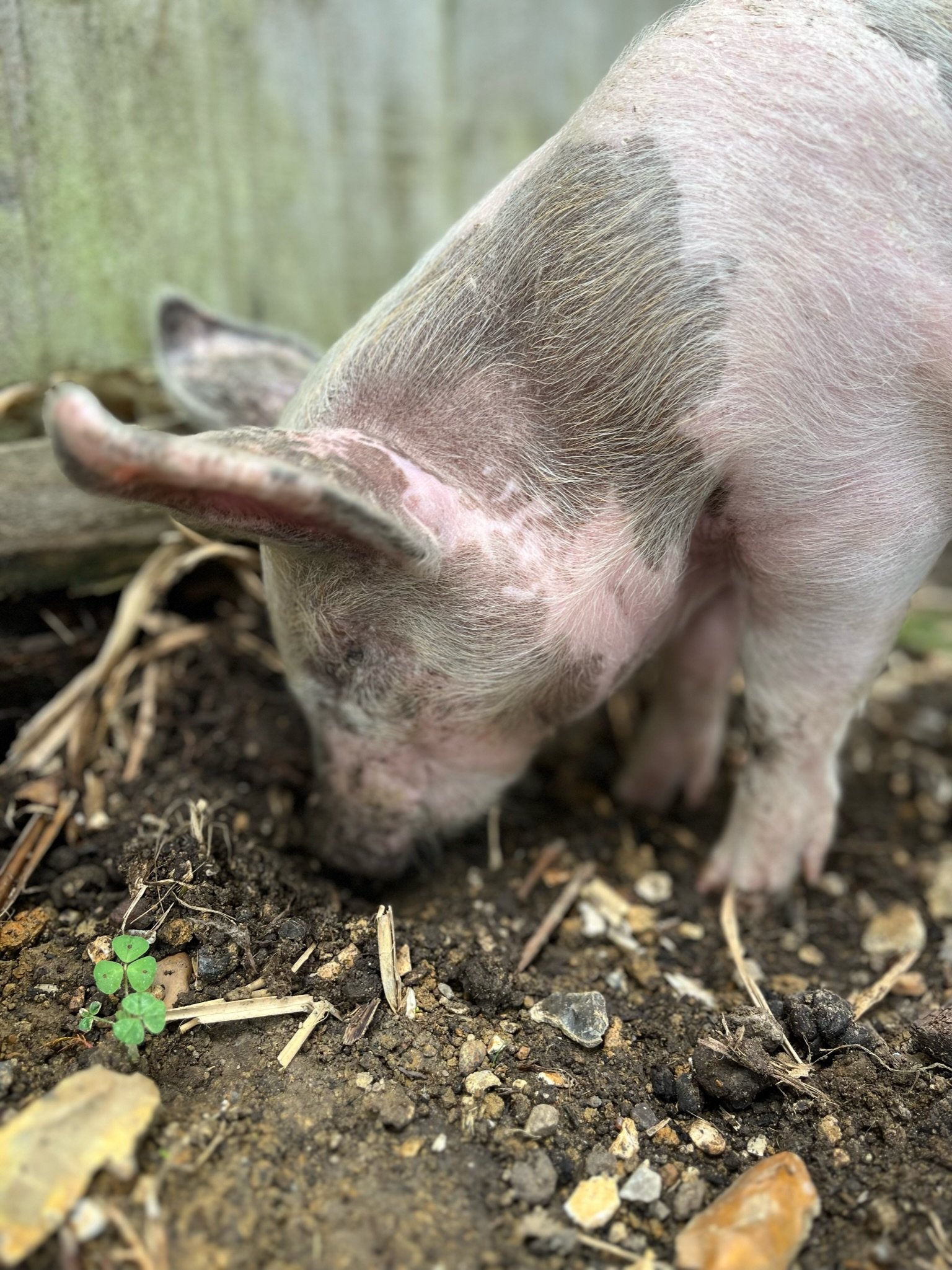 A piglet with pink and grayish skin sniffing the ground.