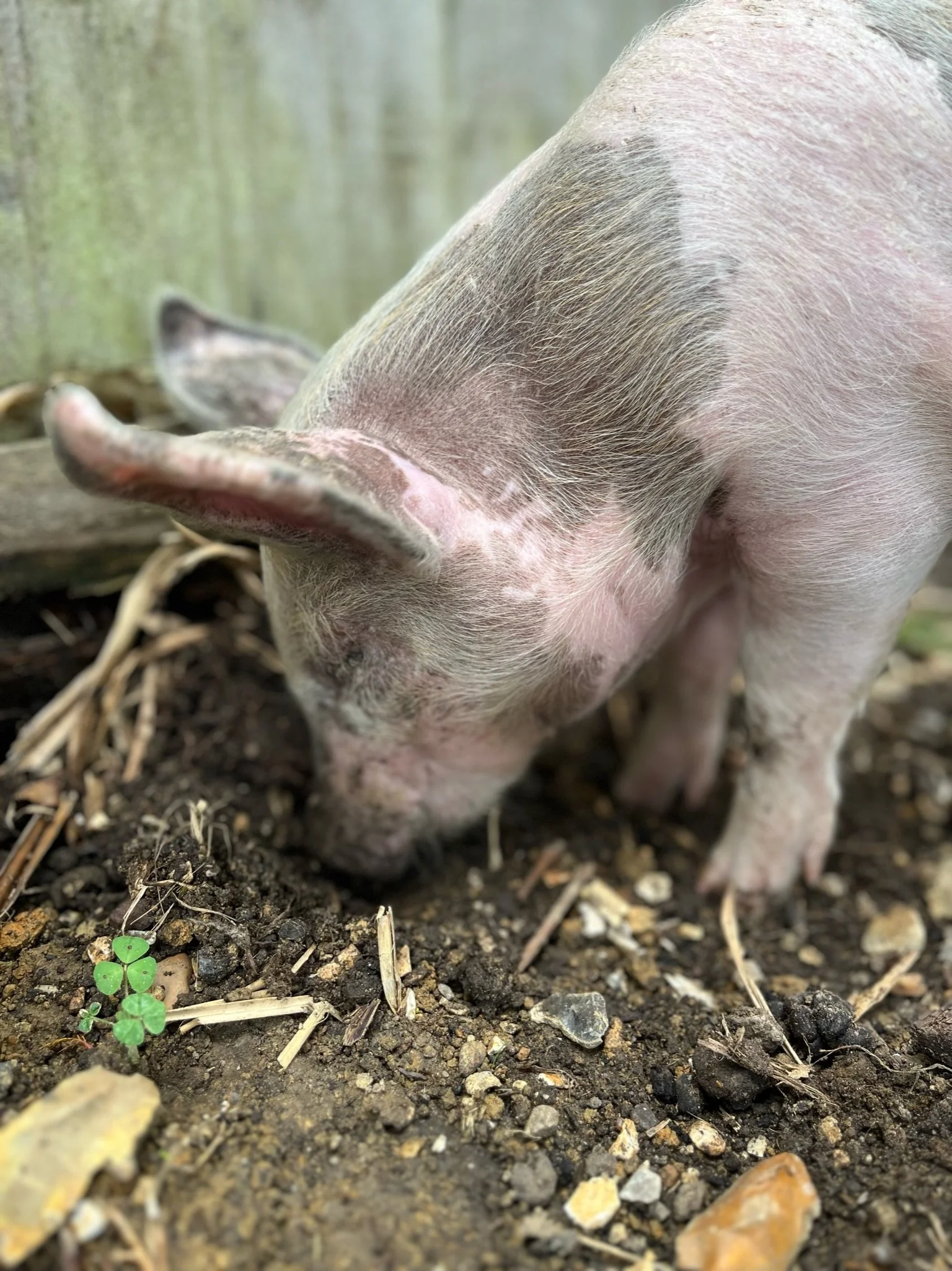 A piglet with pink and grayish skin sniffing the ground.