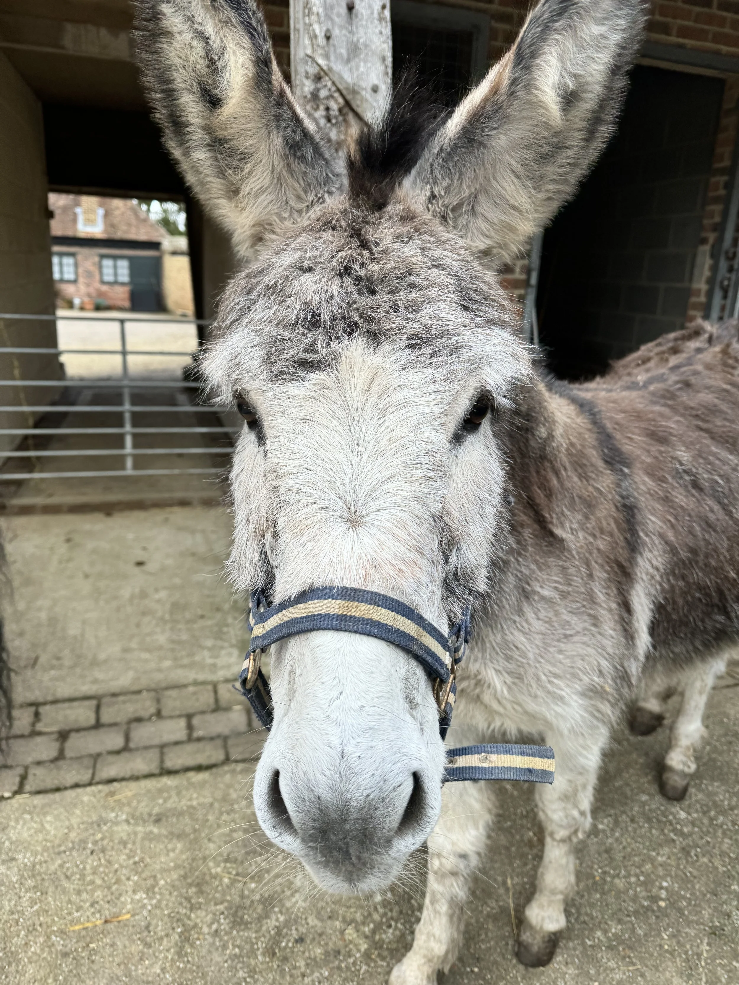 Close-up of a donkey with gray fur and a blue and beige halter, standing outside a stable.