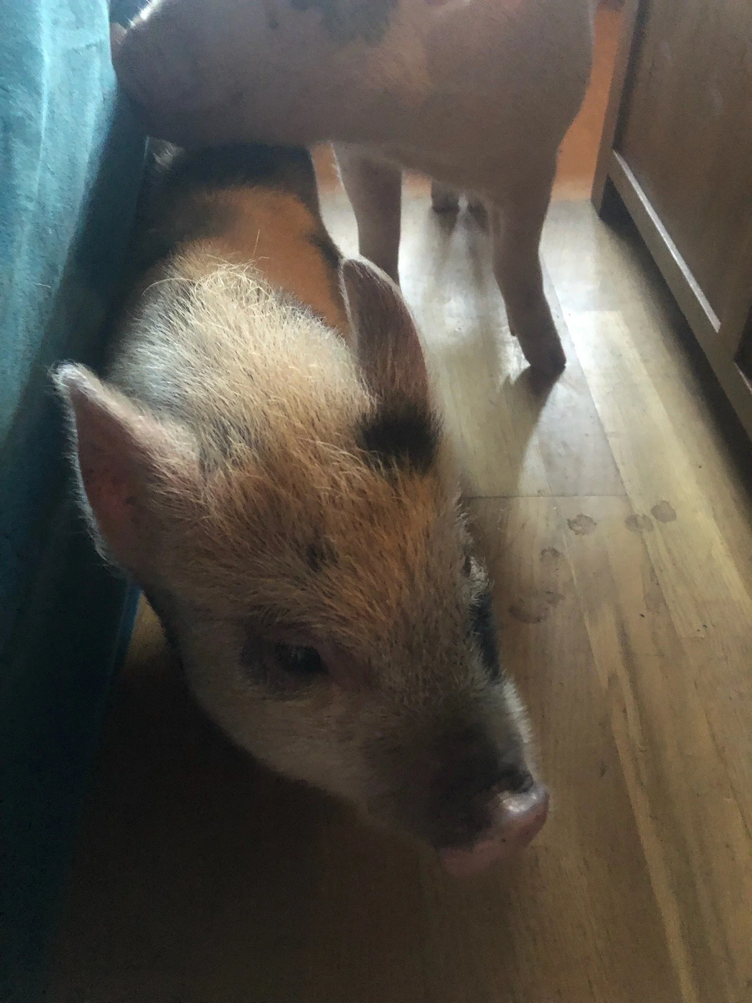 A piglet lying on a wooden floor, partially under a piece of furniture, with its head resting on a surface.